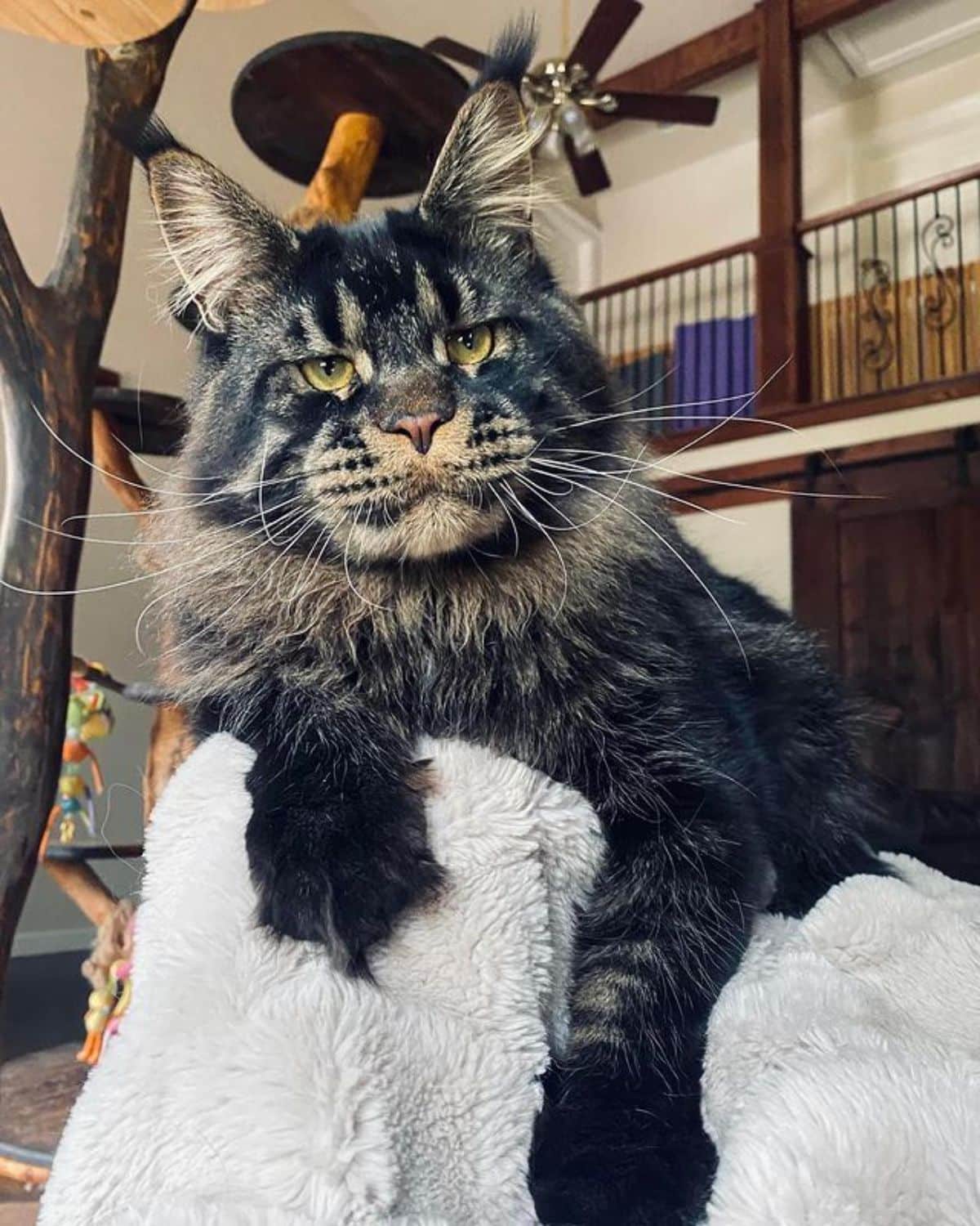 A big gray maine coon lying on a white blanket.