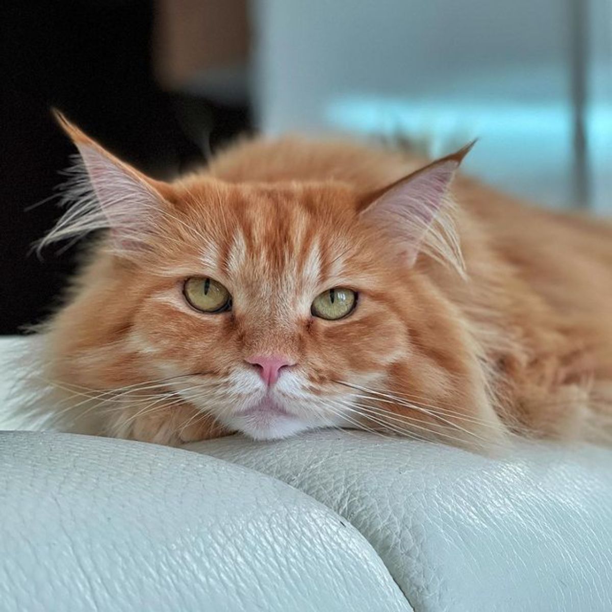A close-up of a ginger maine coon lying on a sofa.