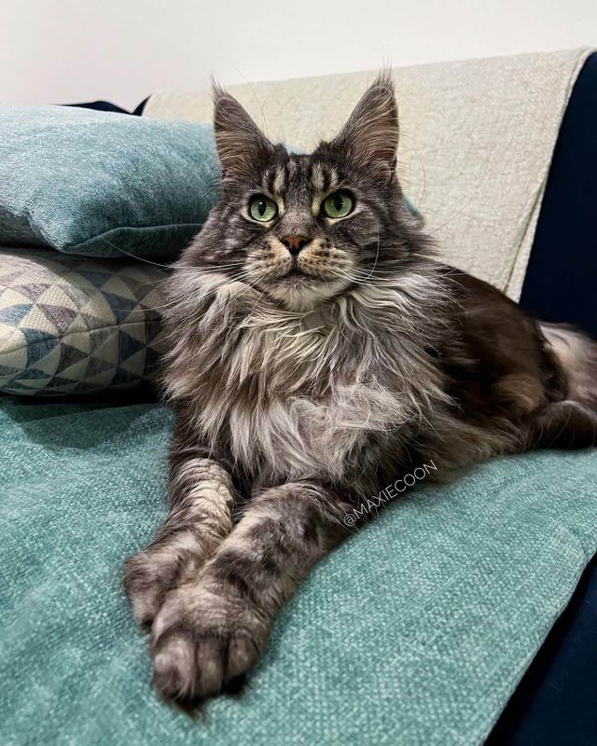 A fluffy gray maine coon lying on a couch.