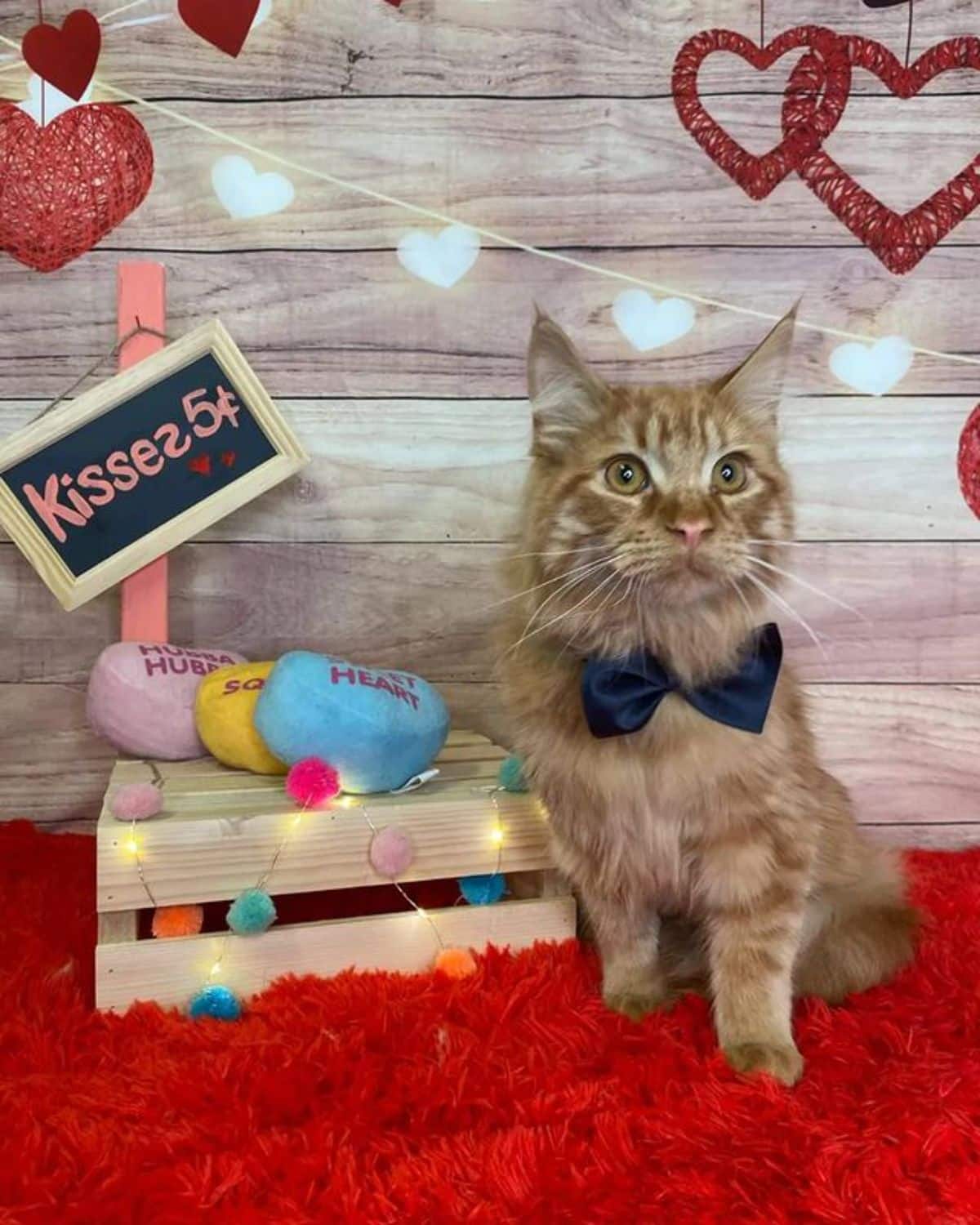 A cute maine coon with a black bowtie sitting on a red carpet.