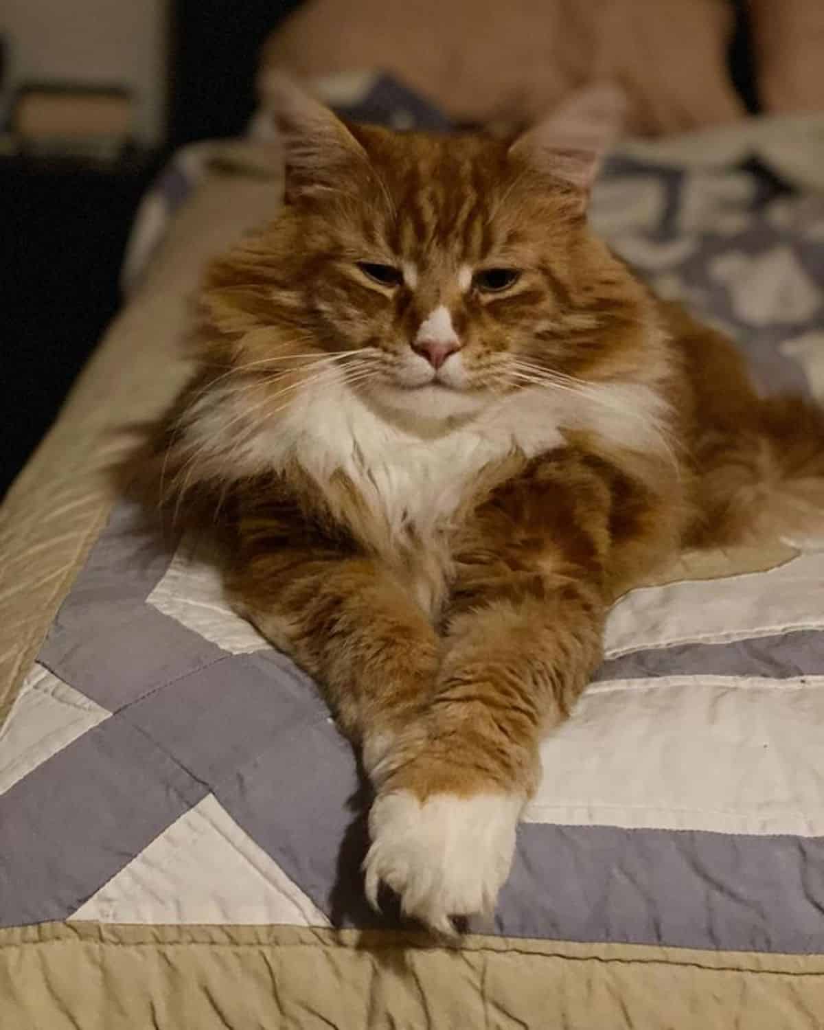 A red fluffy maine coon lying on a bed.