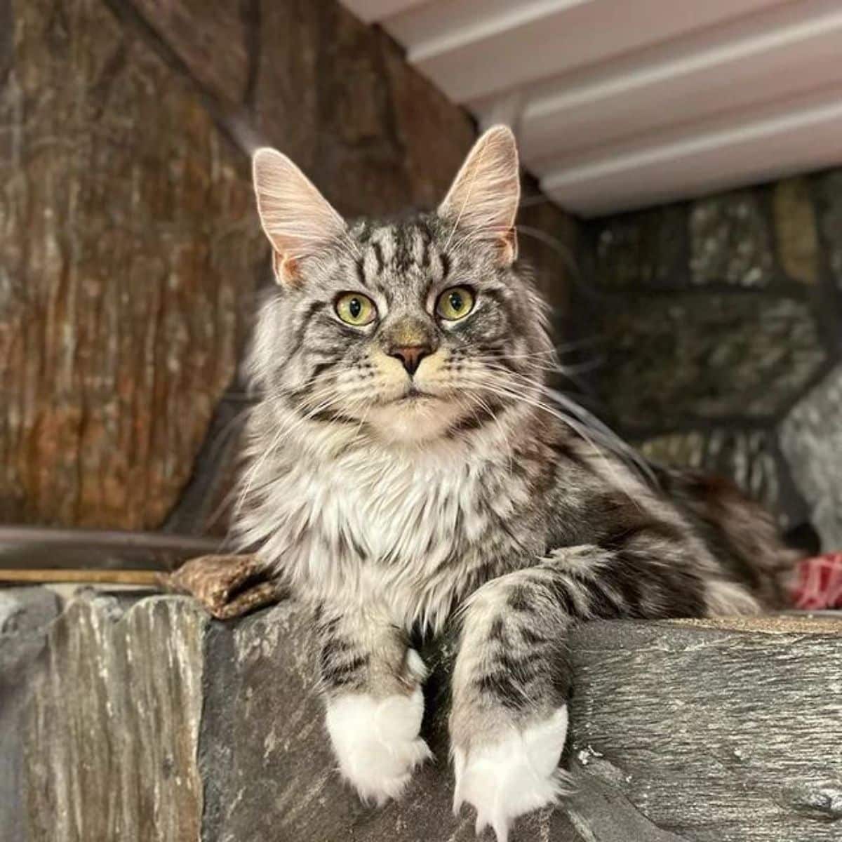 A fluffy gray maine coon lying on a wooden table.