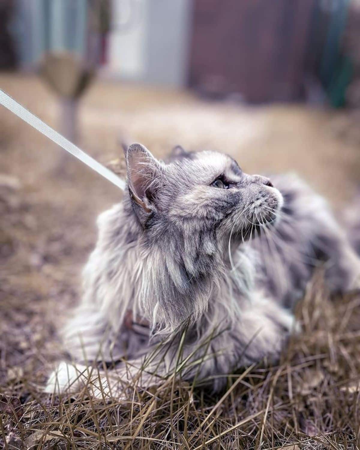 A fluffy tabby maine coon on a leash lying on the ground.