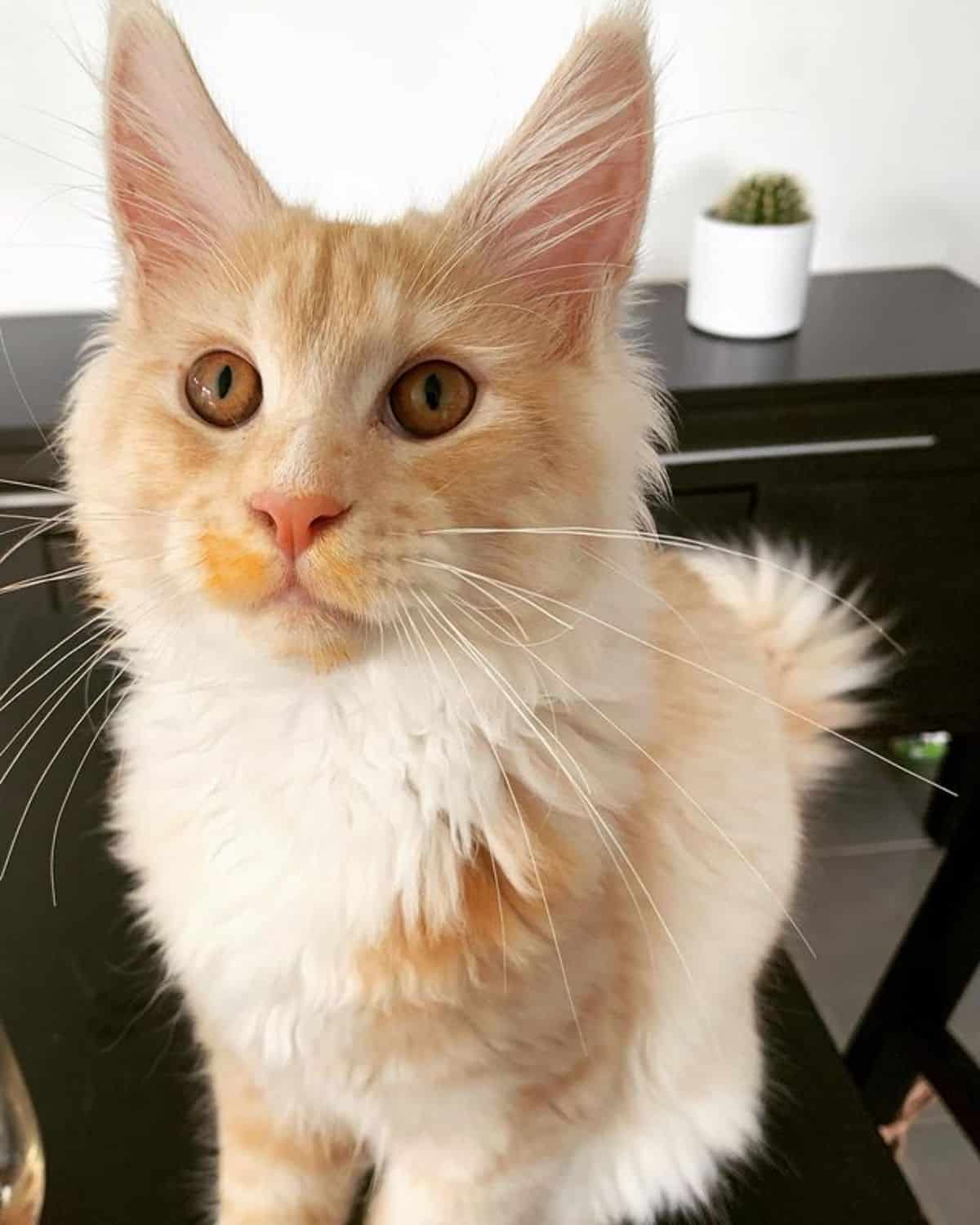 A creamy fluffy maine coon sitting on a black table and looking into a camera.