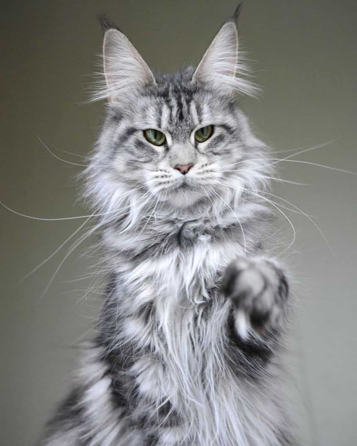 A beauitful gray maine coon with a paw in the air.