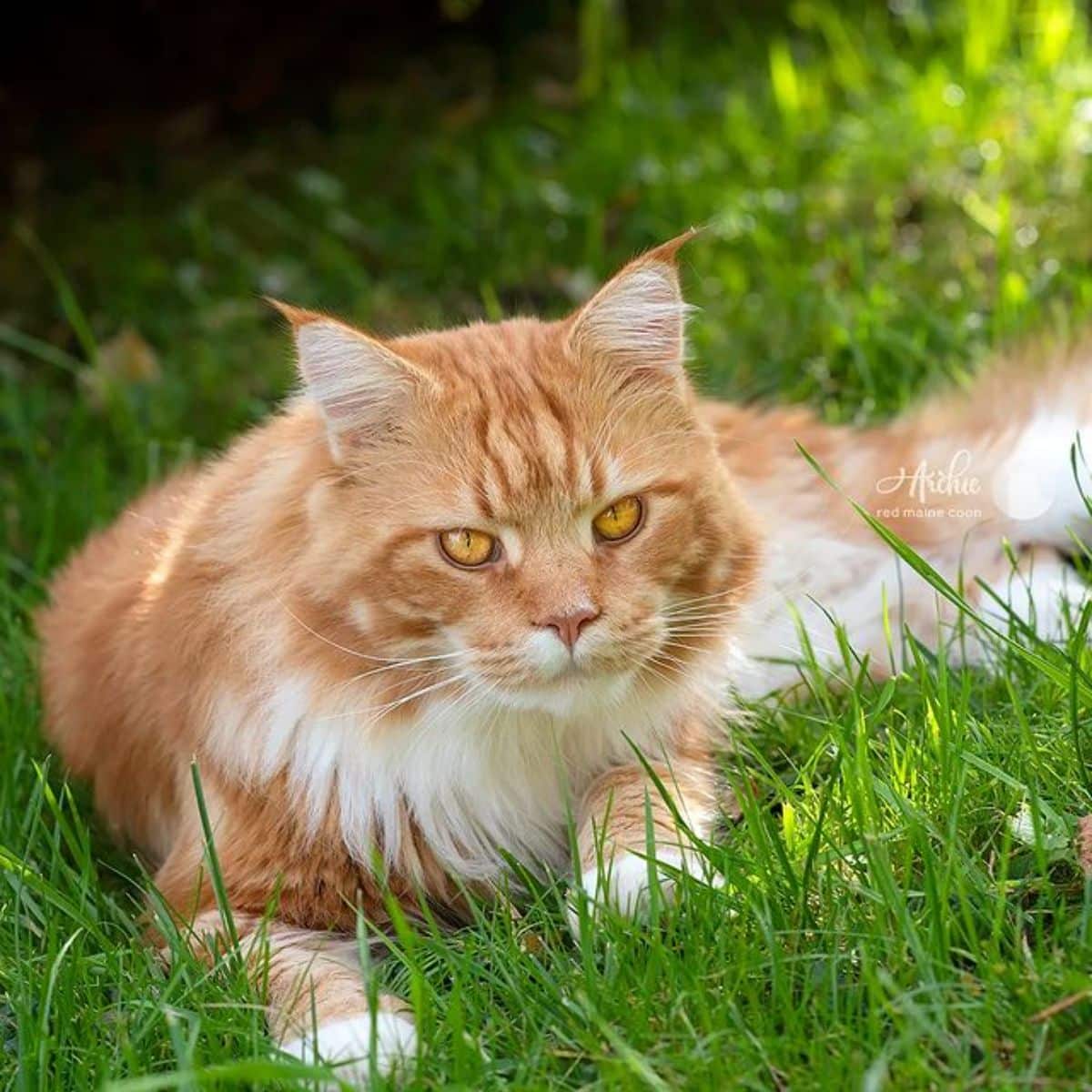 A red maine coon lying on a green grass.