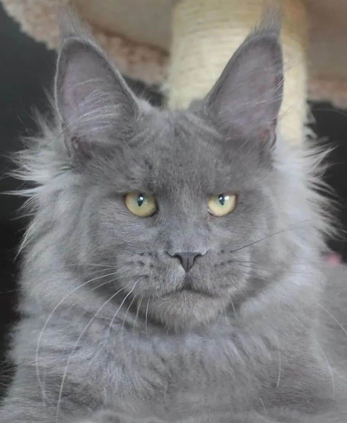 A close-up of a gray maine coon face.
