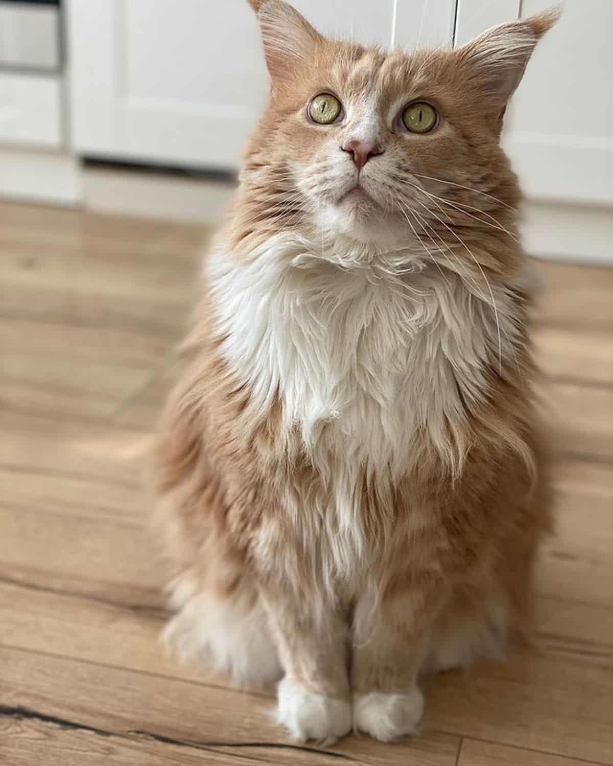 A fluffy golden maine coon sitting on the floor.