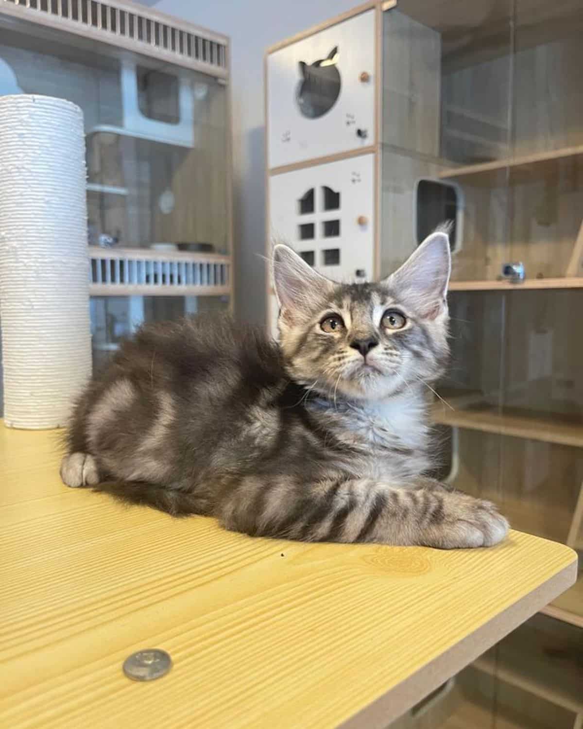 A gray maine coon kitten lying on the edge of a table.