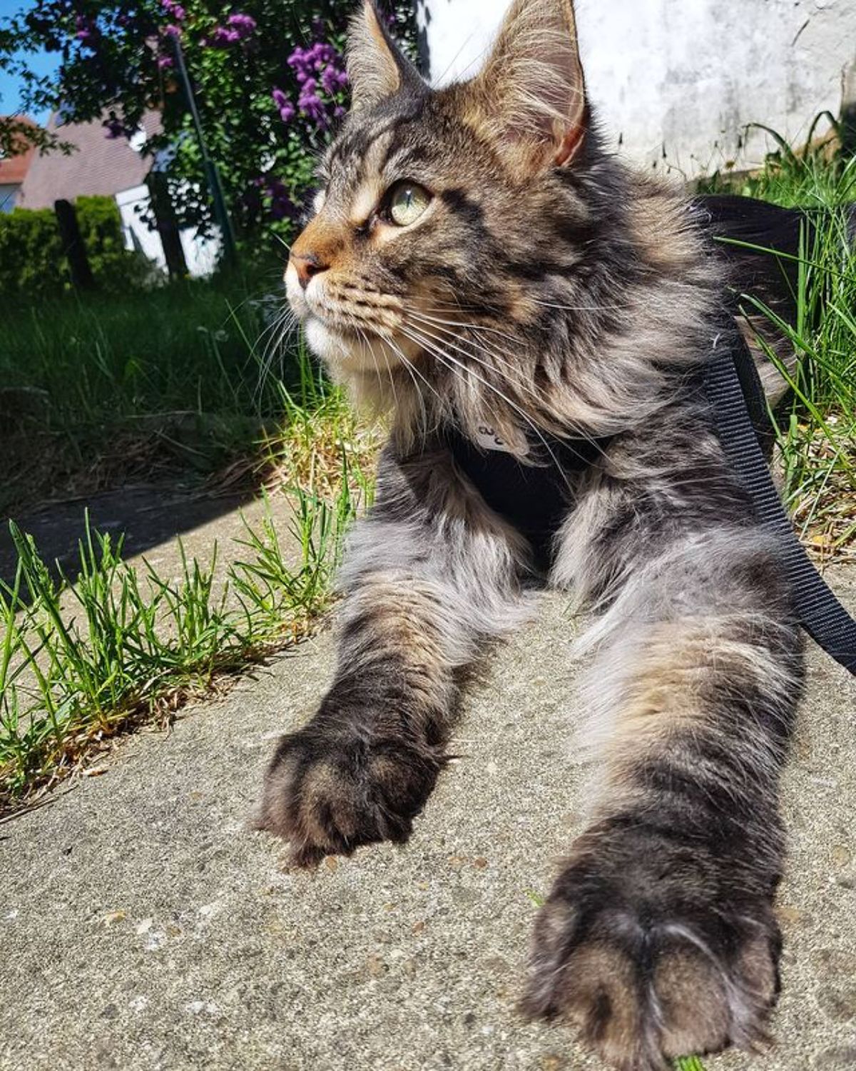 A fluffy tabby maine coon with a harness lying on the ground.