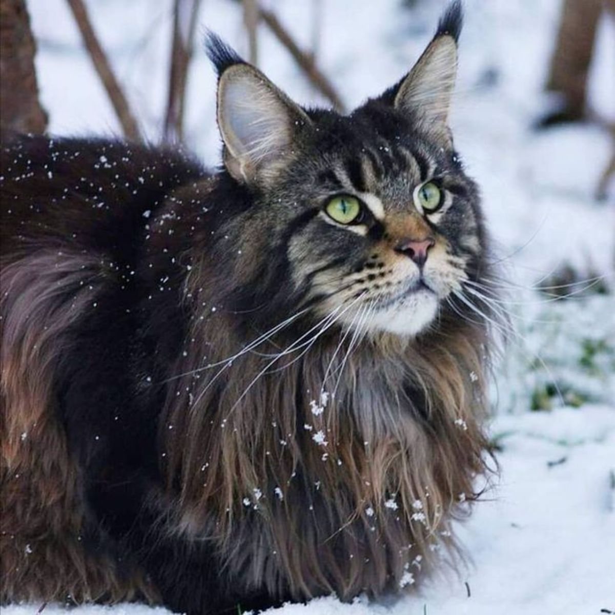 A fluffy calico maine coon standing in the snow.