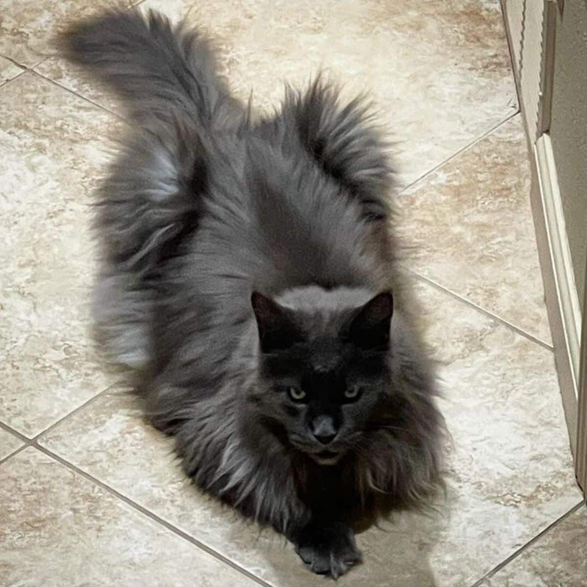A fluffy gray maine coon lying on the floor.