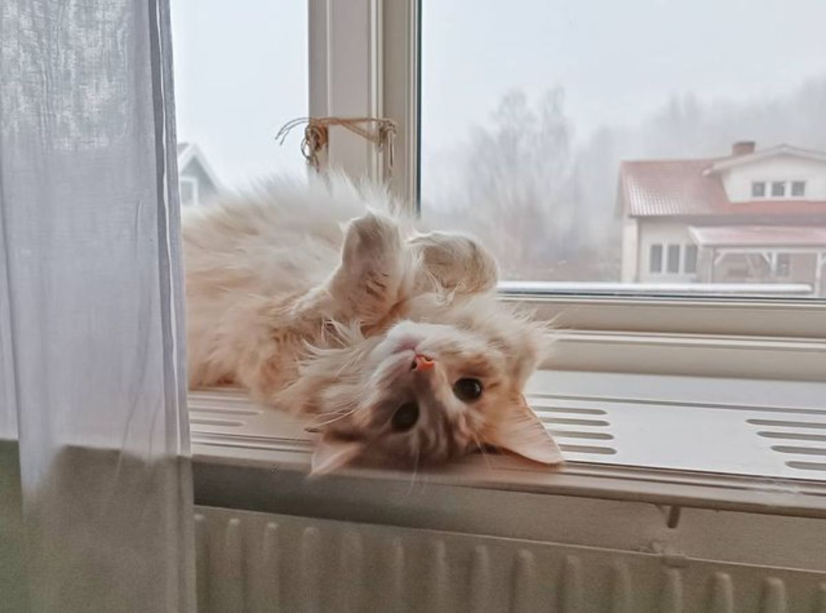 A fluffy creamy maine coon lying on its back on a windowsill.