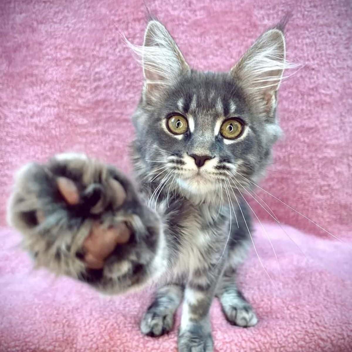 A tabby maine coon kitten sitting on a pink couch.