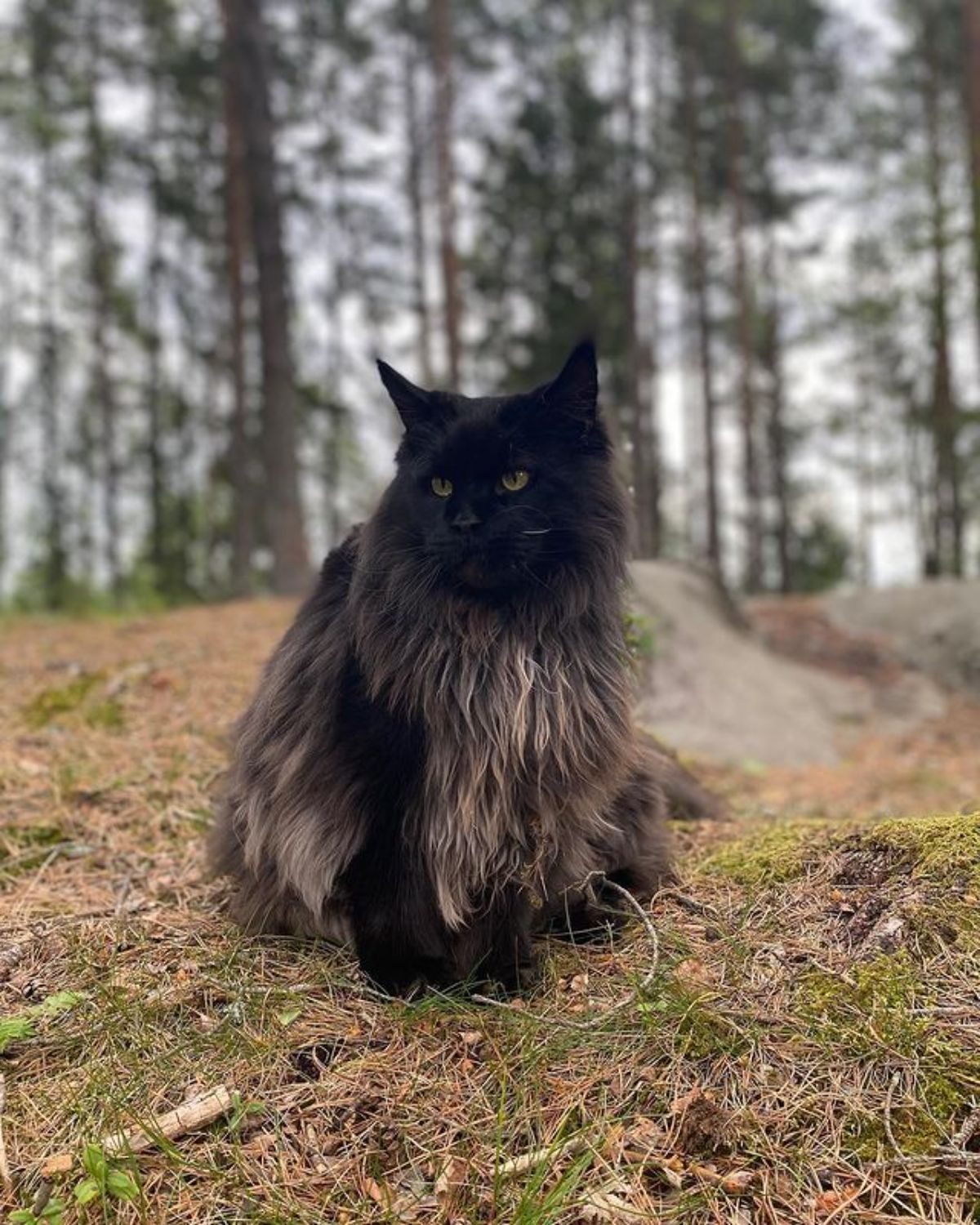 A beautiful fluffy gray maine coon sitting on the ground in a forest.