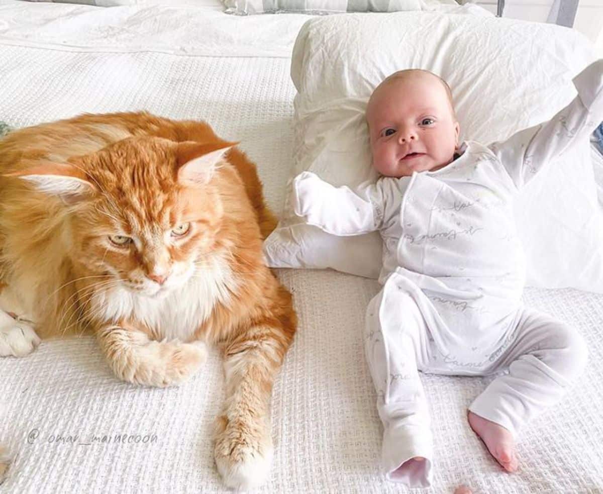 A big ginger maine coon lying next to a baby on a bed.