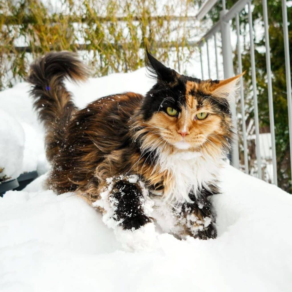 11 Rare Colored Maine Coon Cats (Instagram Famous)