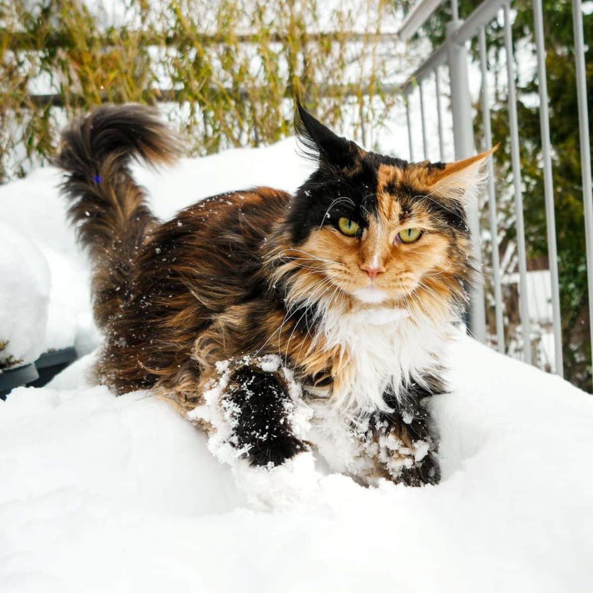 A beautiful calico maine coon walking in the snow.