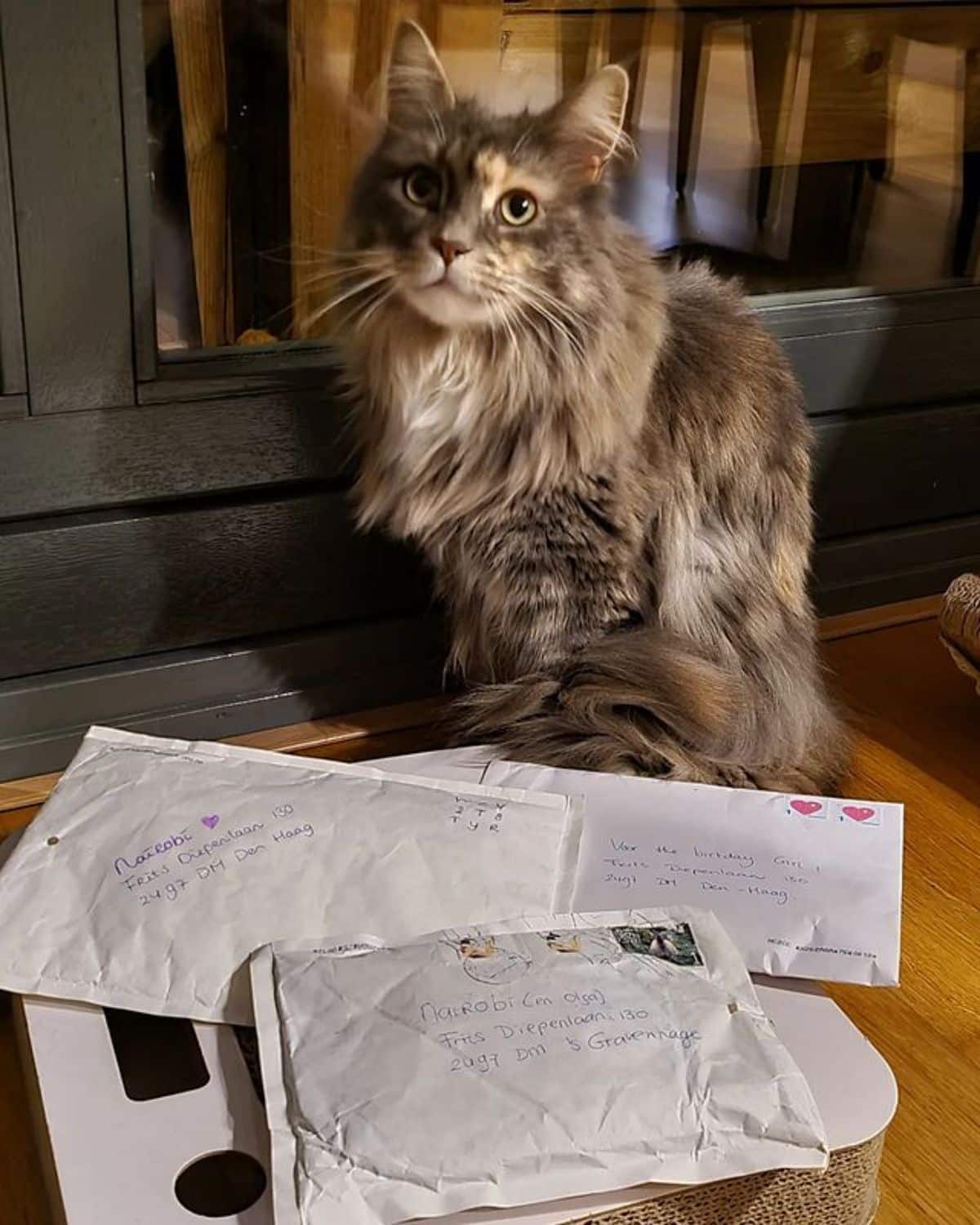 A gray fluffy maine coon sitting on a floor next to a bunch of mails.