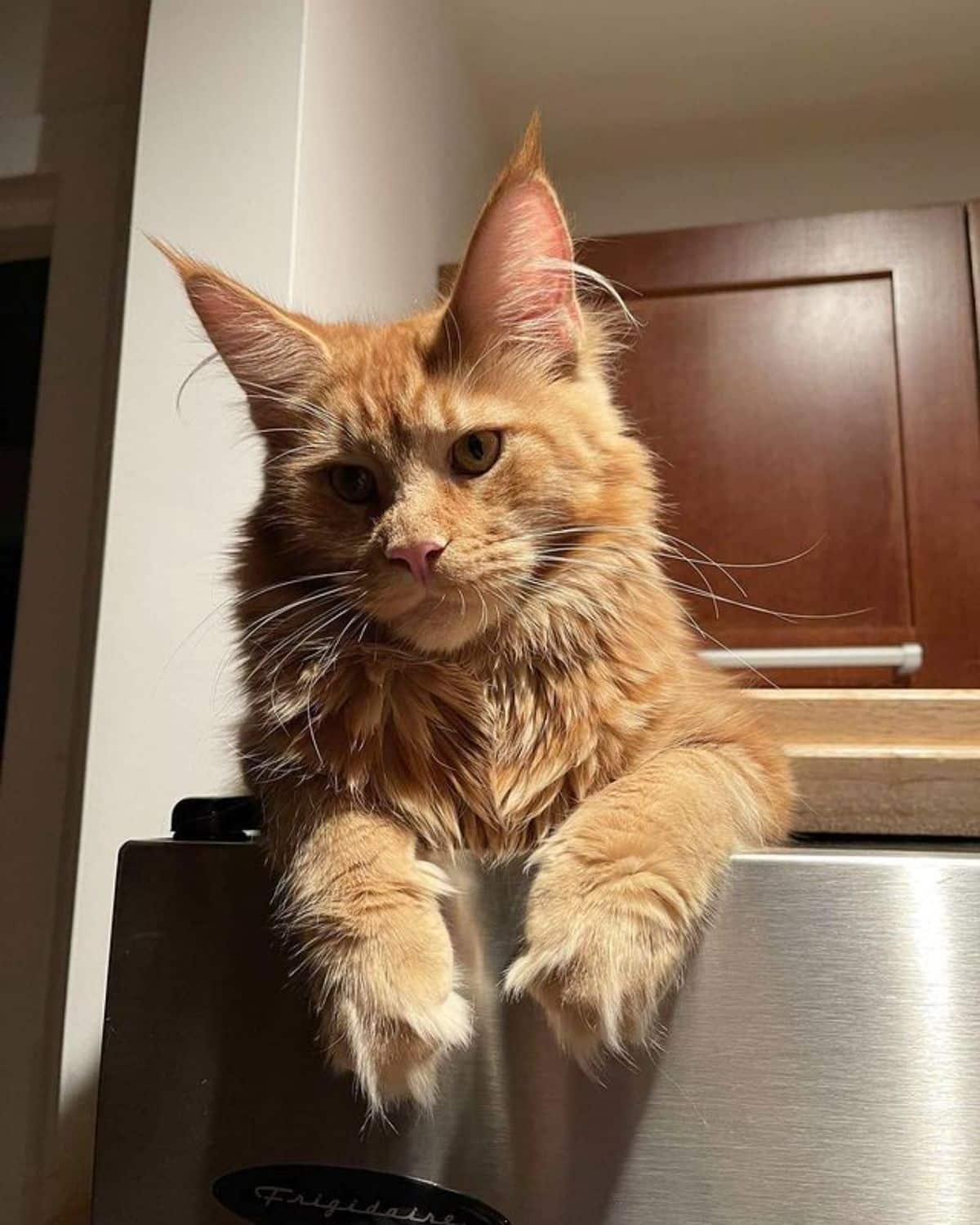 A fluffy ginger maine coon lying on a top of fridge.