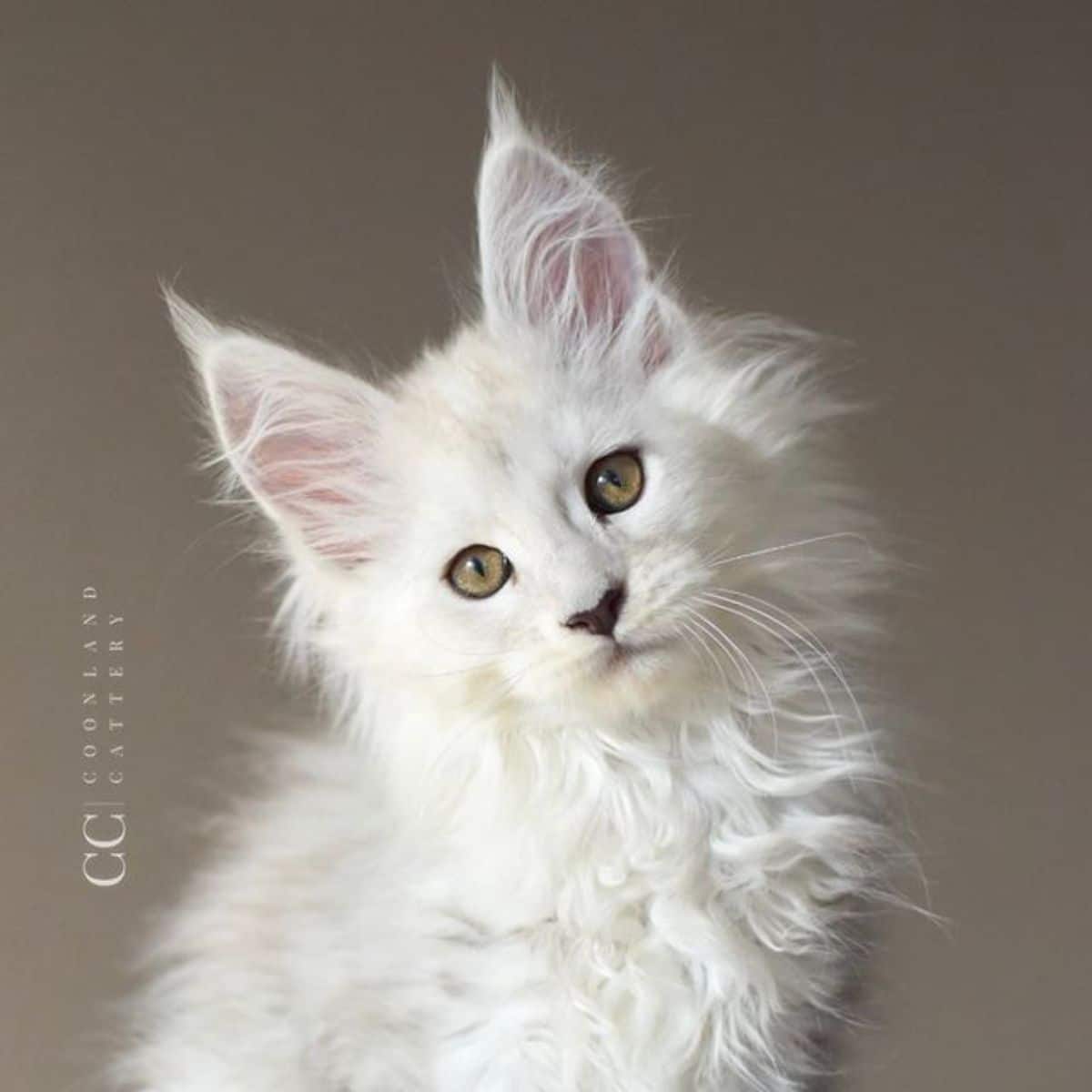 A fluffy white maine coon kitten.
