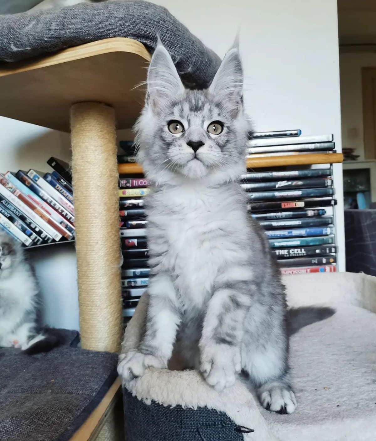 A gray maine coon kitten standing in a cat bed.