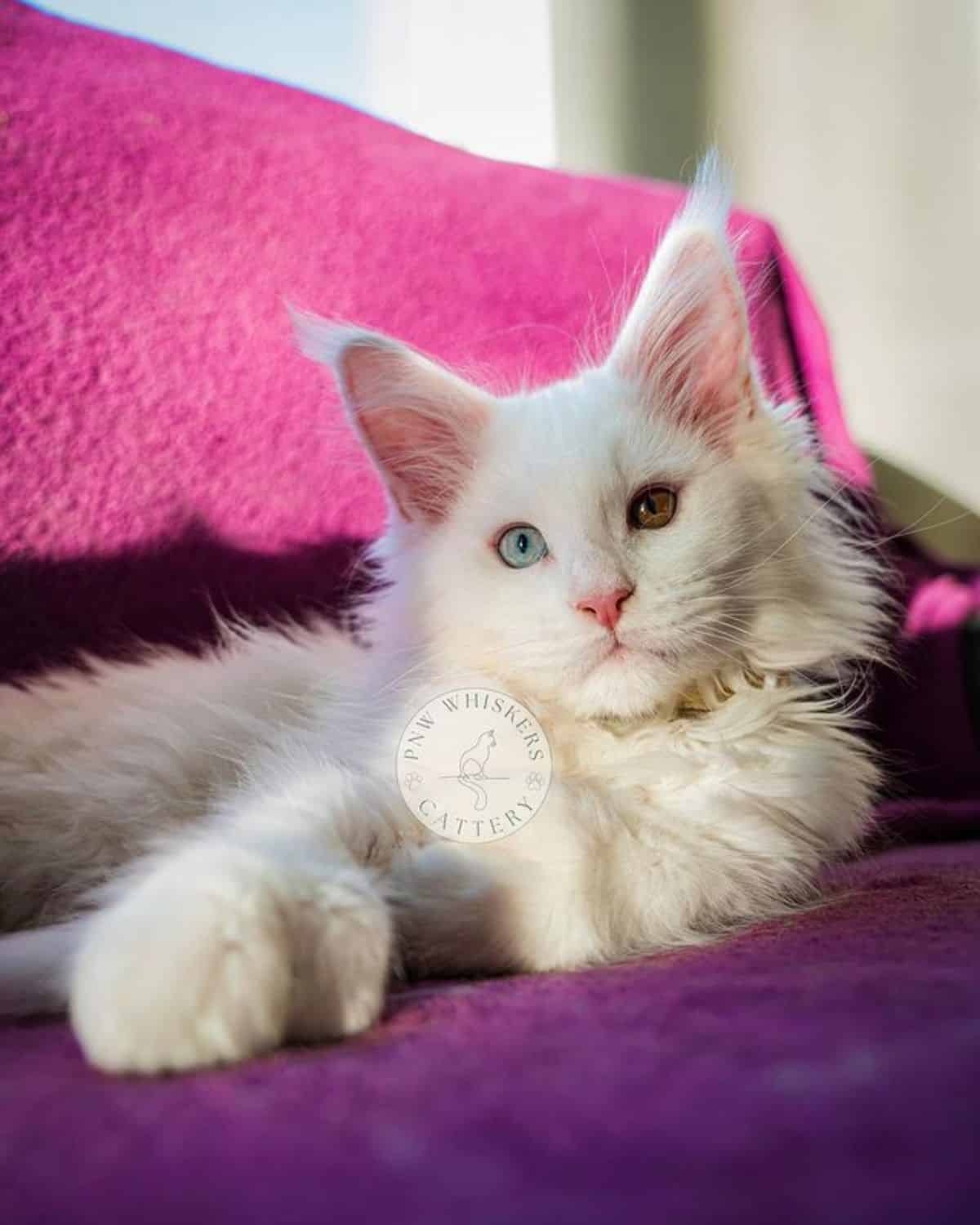 A fluffy white maine coon lying on a pin k blanket.