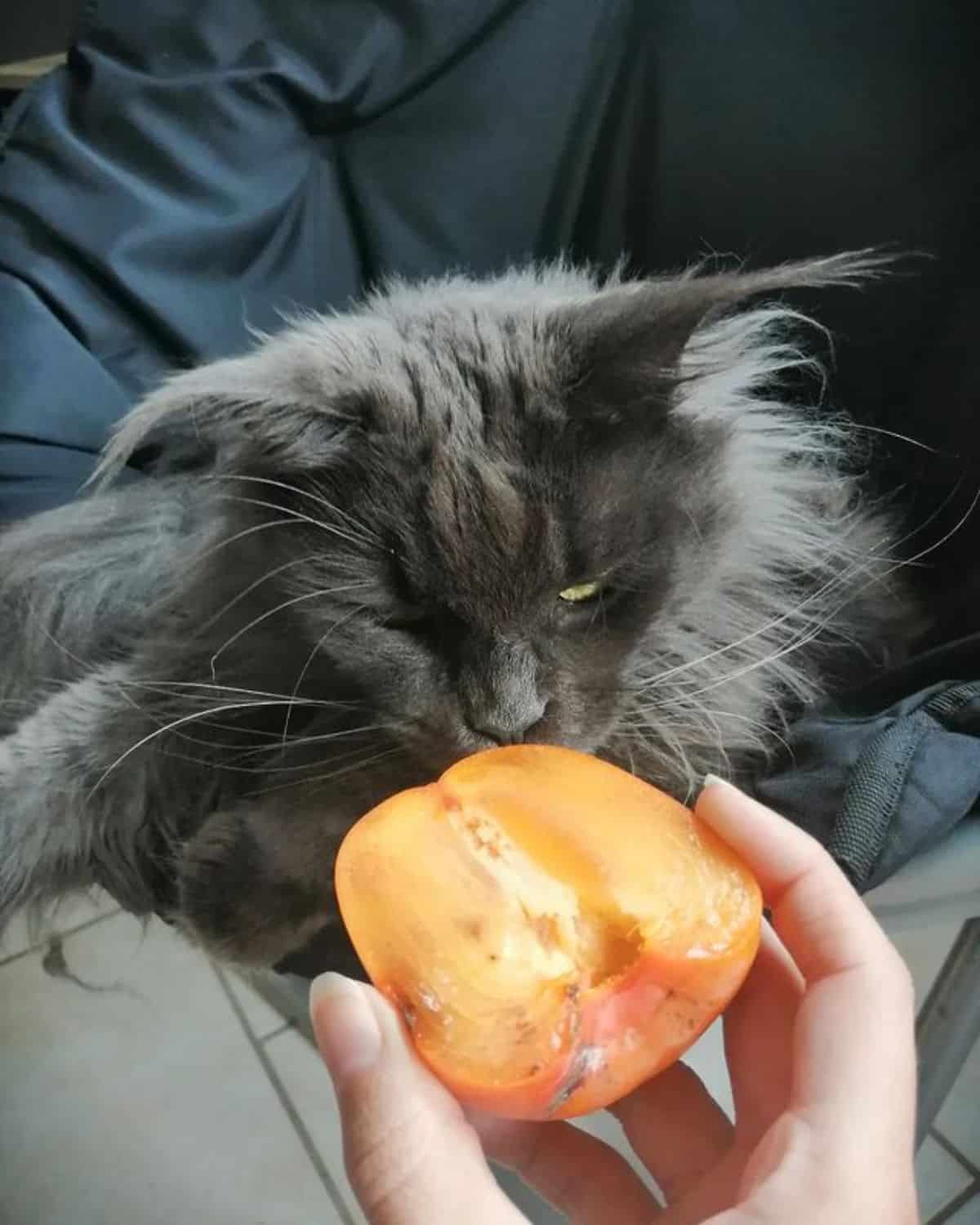 A fluffy blue maine coon being feed by an apricot.