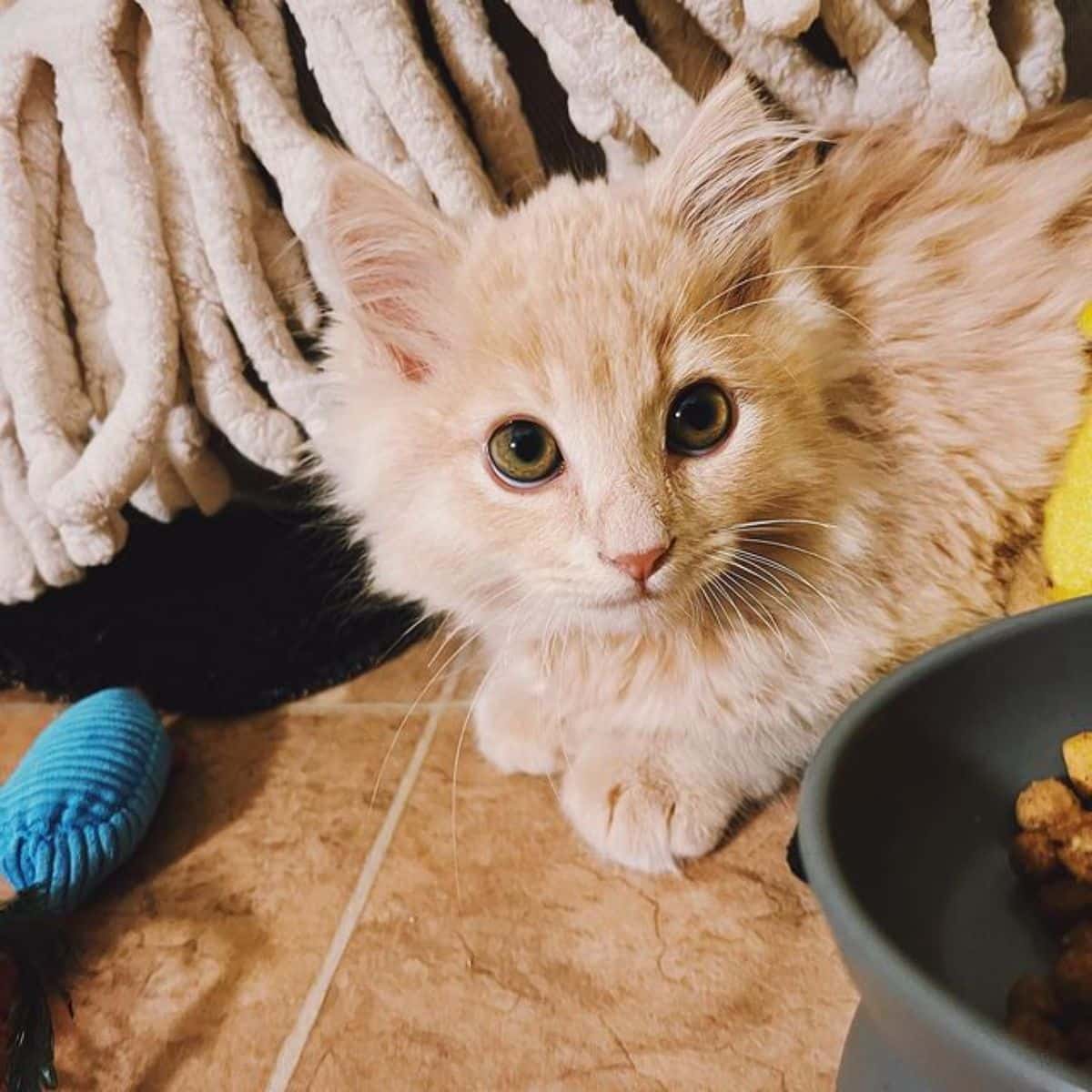 A cute fluffy cream maine coon kitten sitting on a floor.