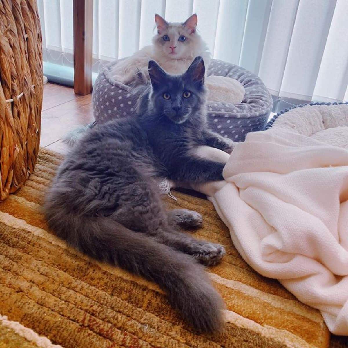 A black and a white maine coons lying on a flor and in a cat bed.