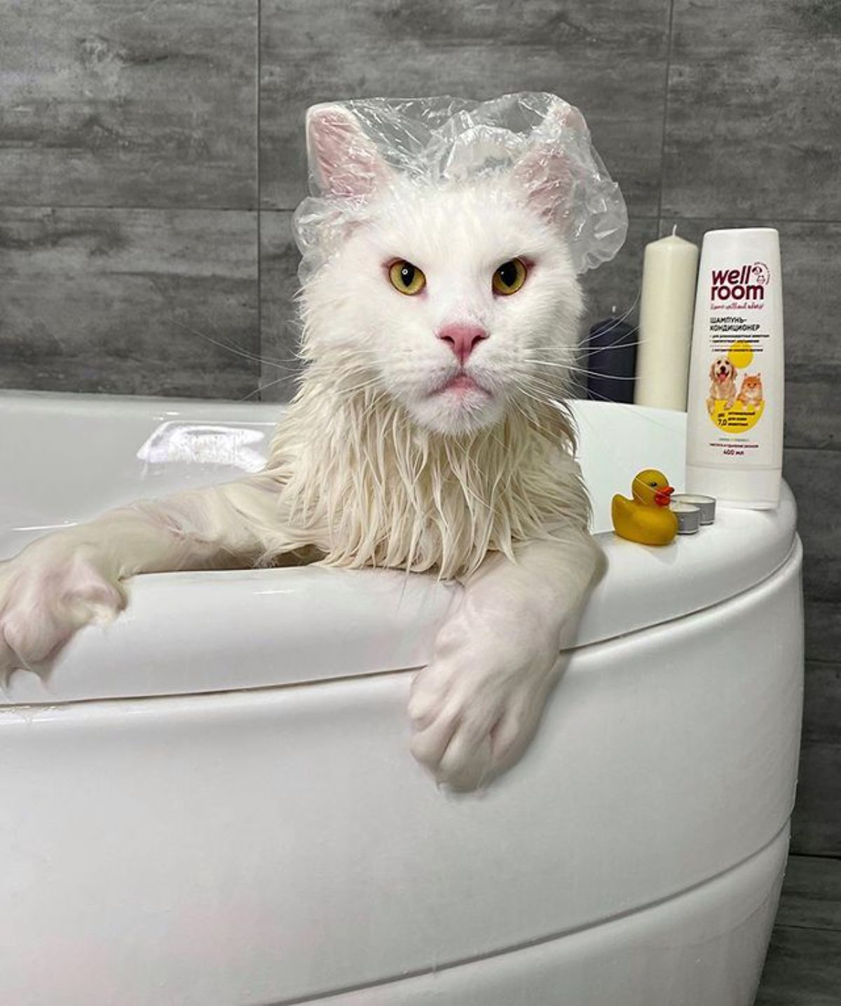 A white maine coon with a bath cap in a bathtub.