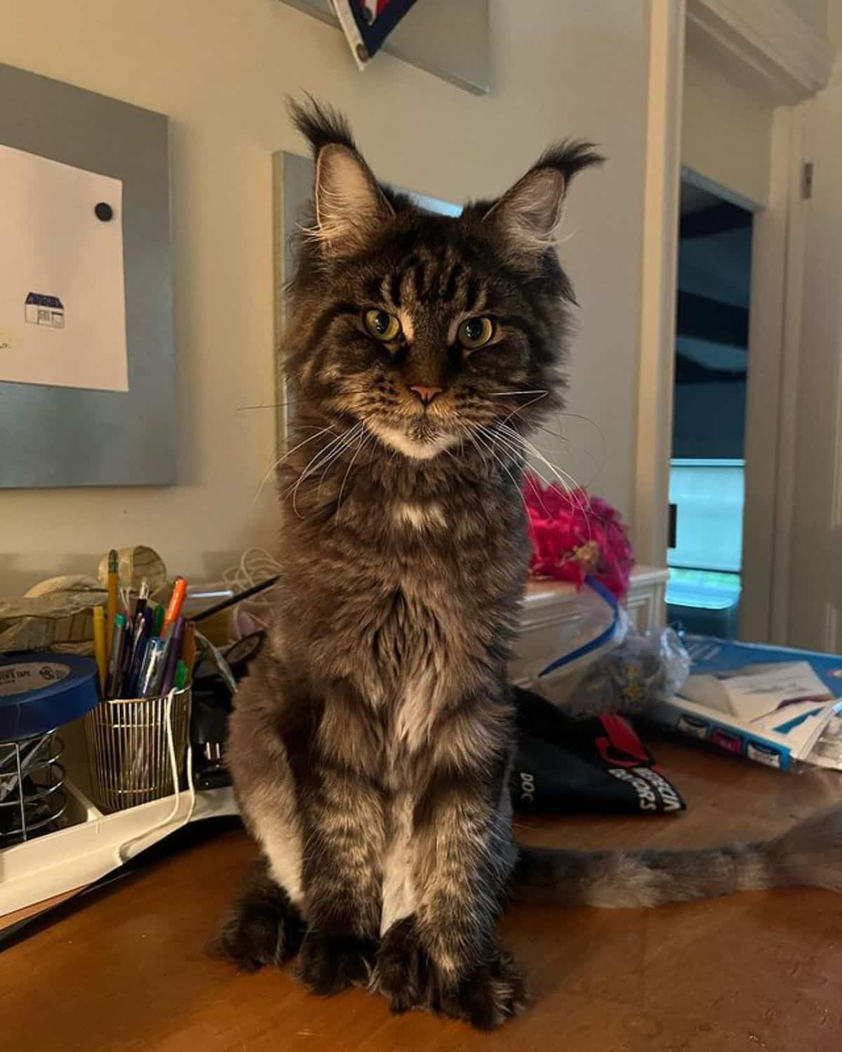A fluffy brown maine coon sitting on a desk.