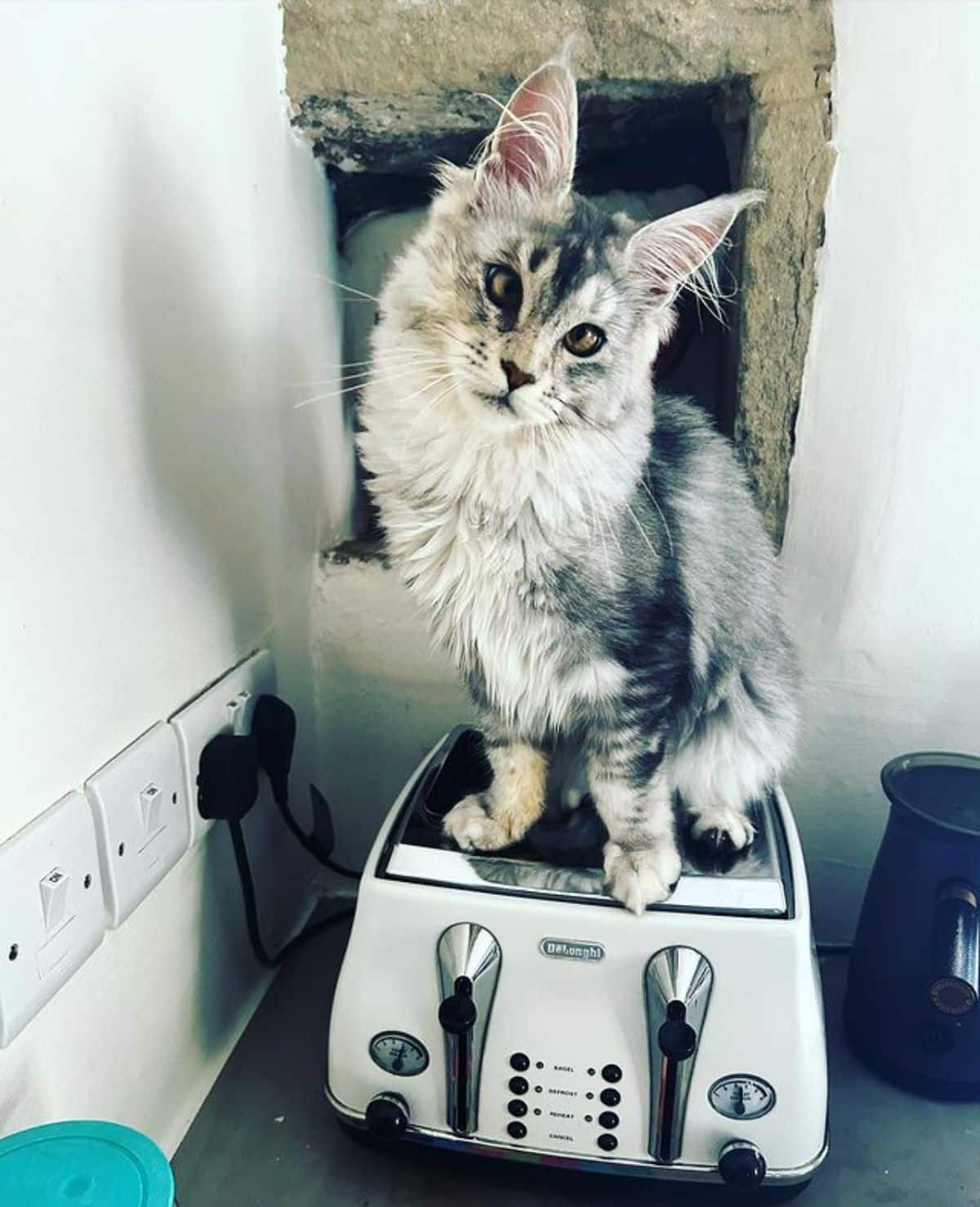 A gray-white maine coon sitting on a toaster.