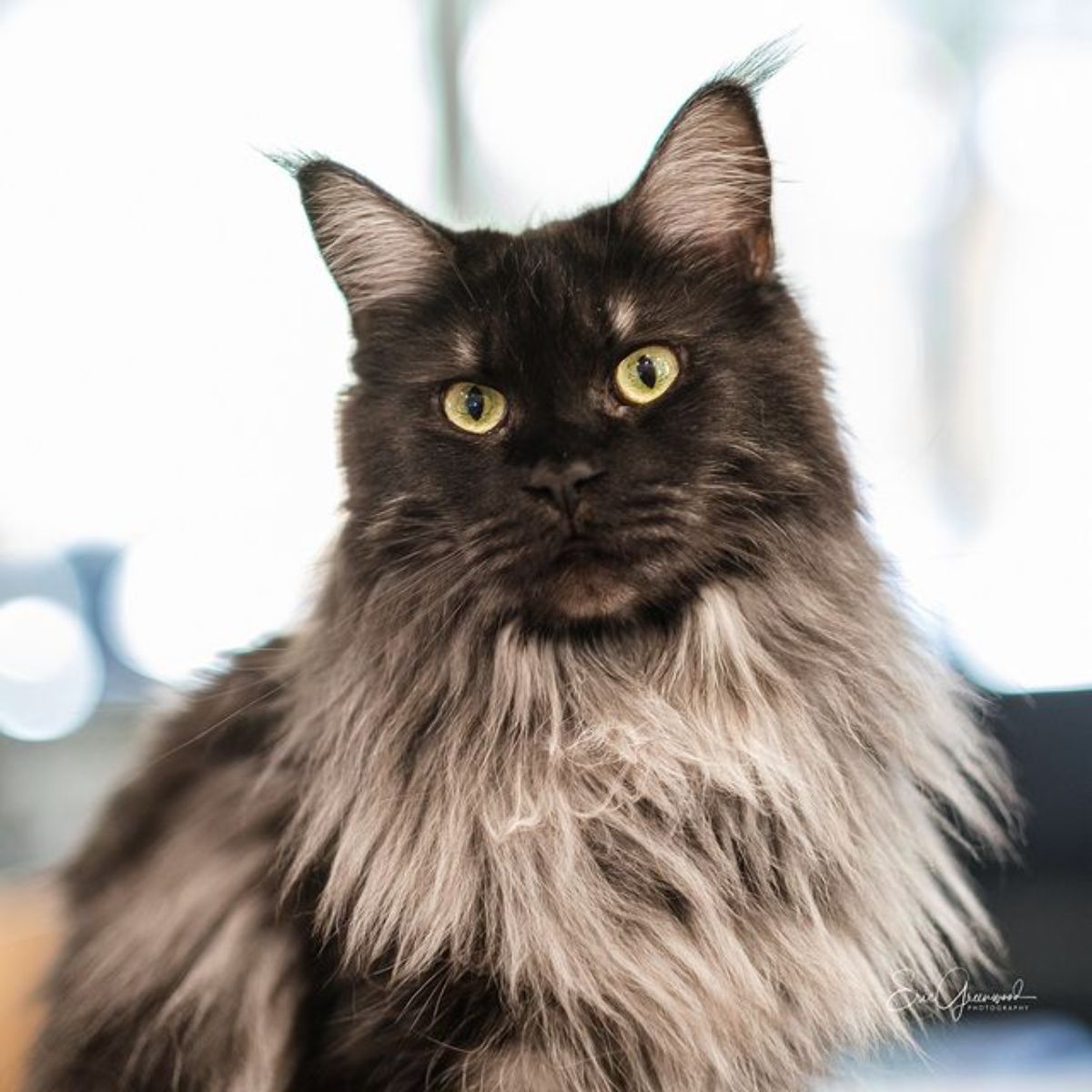 A gray-silver maine coon with a neck ruff.