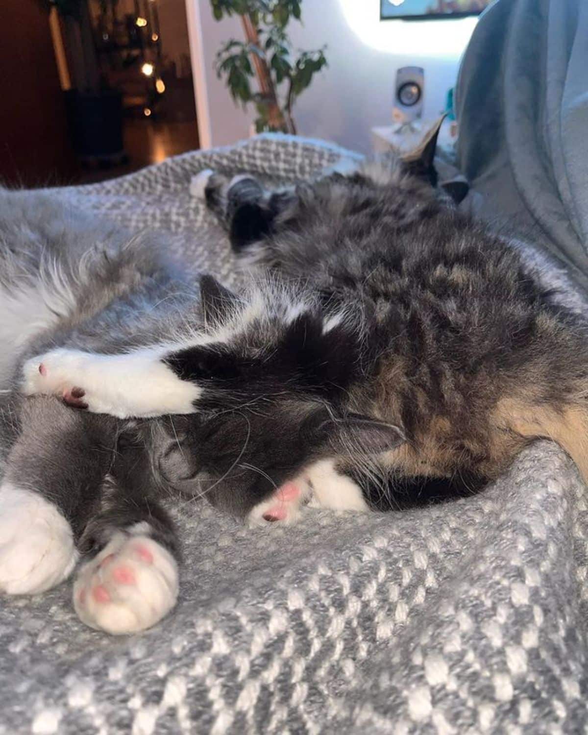 Two maine coon kittens sleeping in a cat bed.