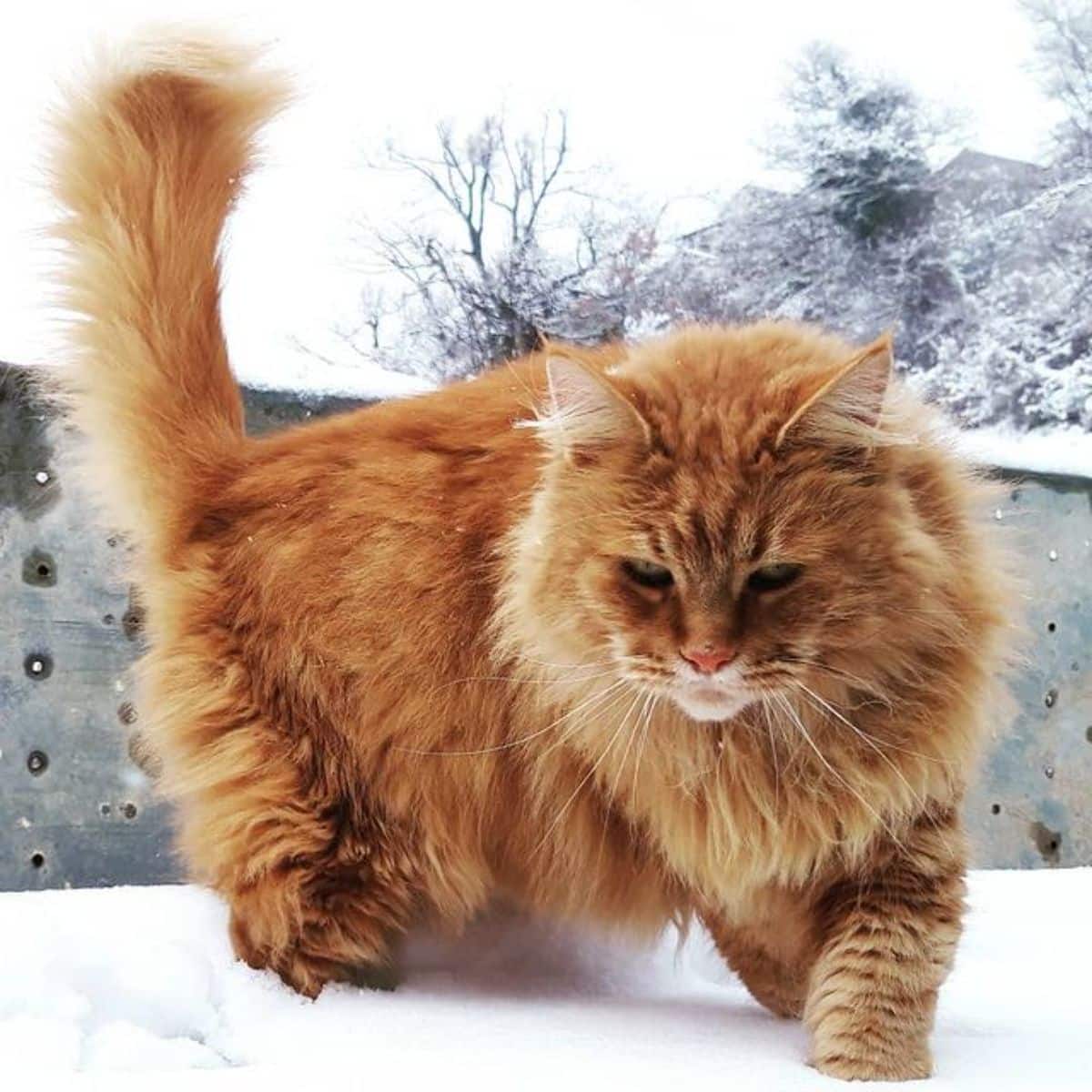 A fluffy ginger maine coon walking in the snow.