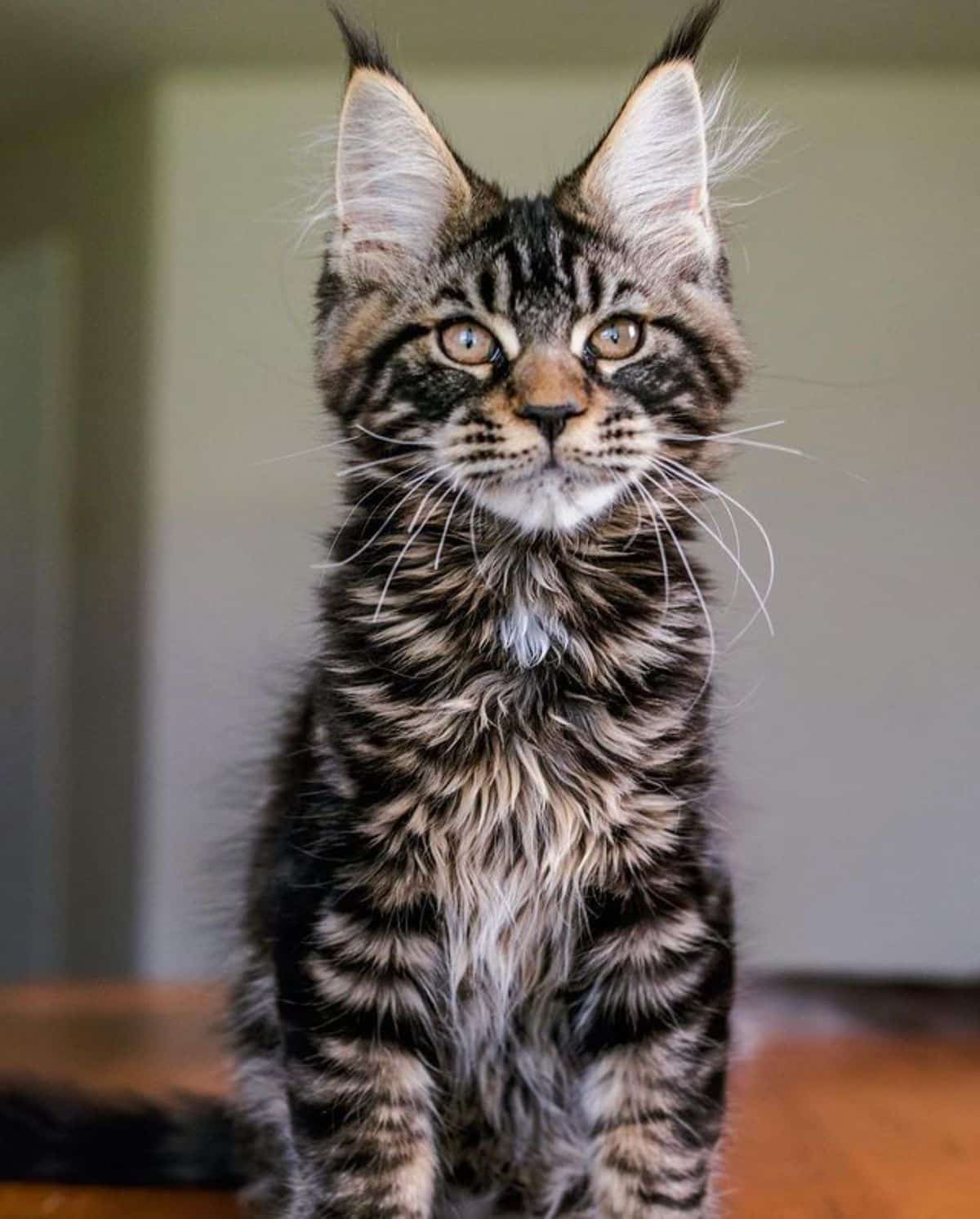 A beautiful tri-color maine coon sitting on a table.
