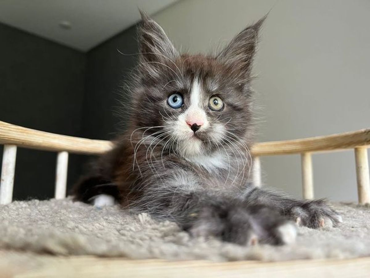 An adorable maine coon kitten with Heterochromia lying on a rug.