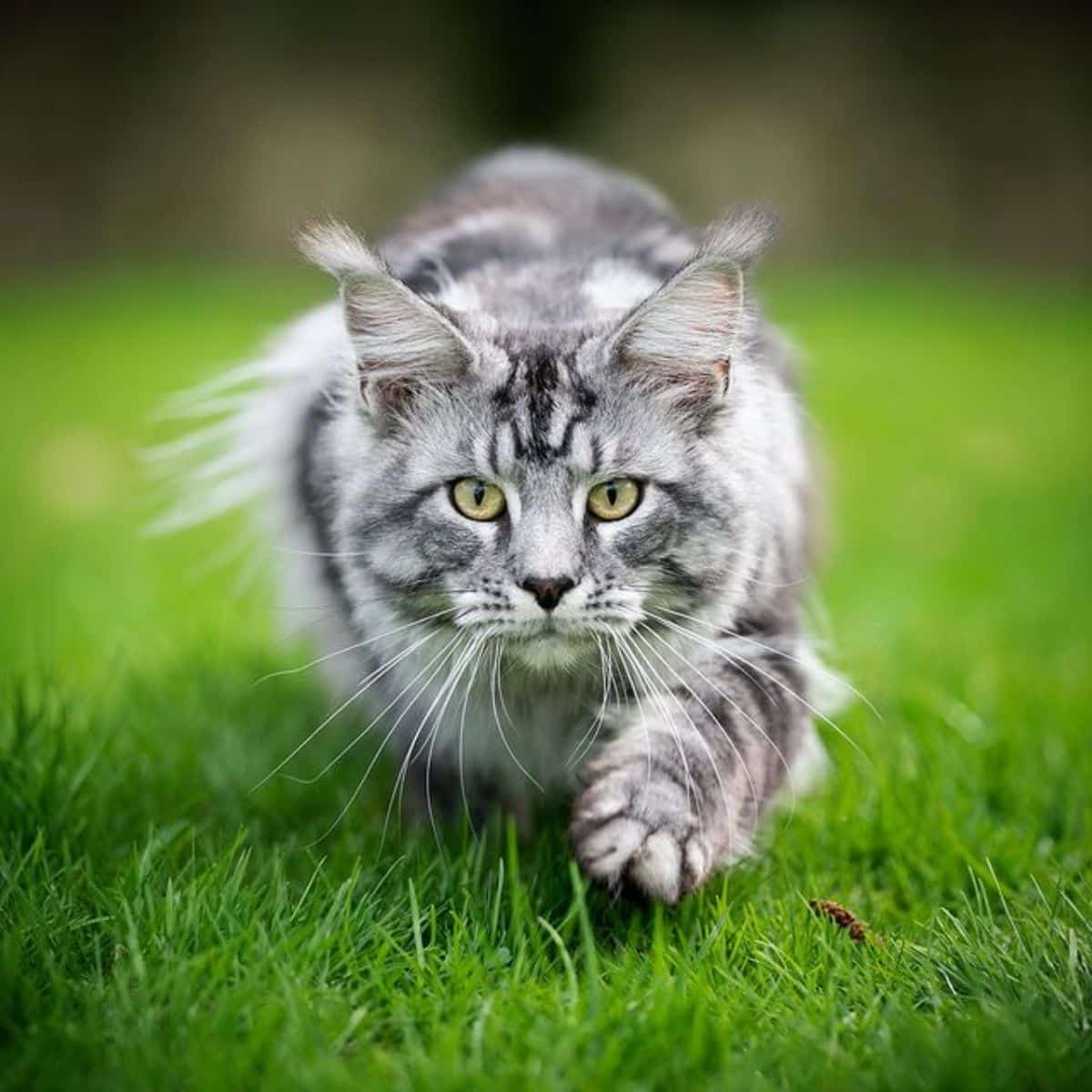 A beautiful fierce-looking gray maine coon walking on green grass.