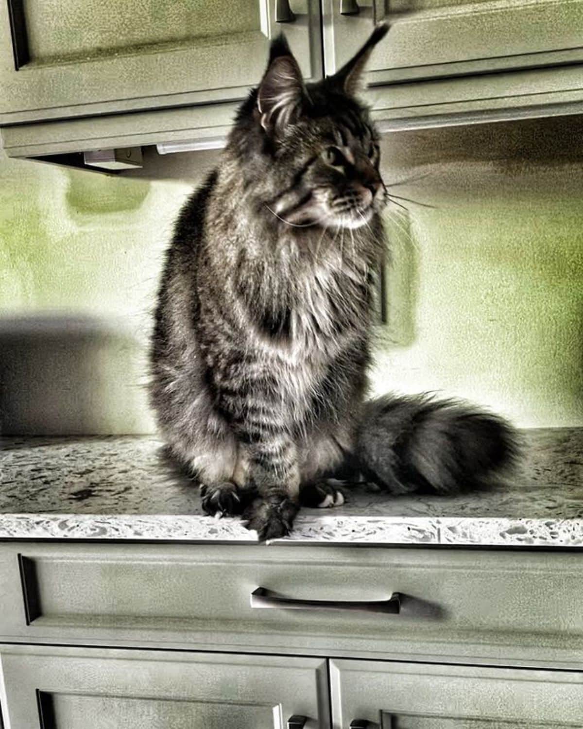 Gray tabby maine coon sitting on a countertop.