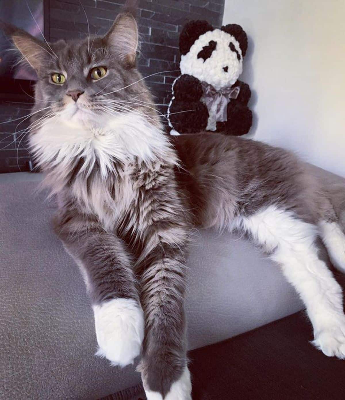 A gray-white maine coon lying on a bed near a panda toy.