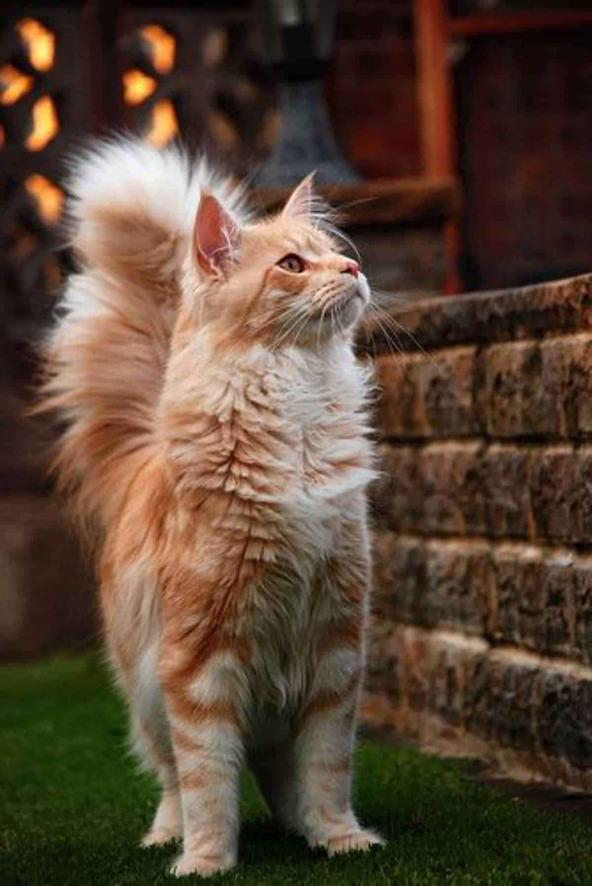A beautiful ginger fluffy maine coon standing on green grass.