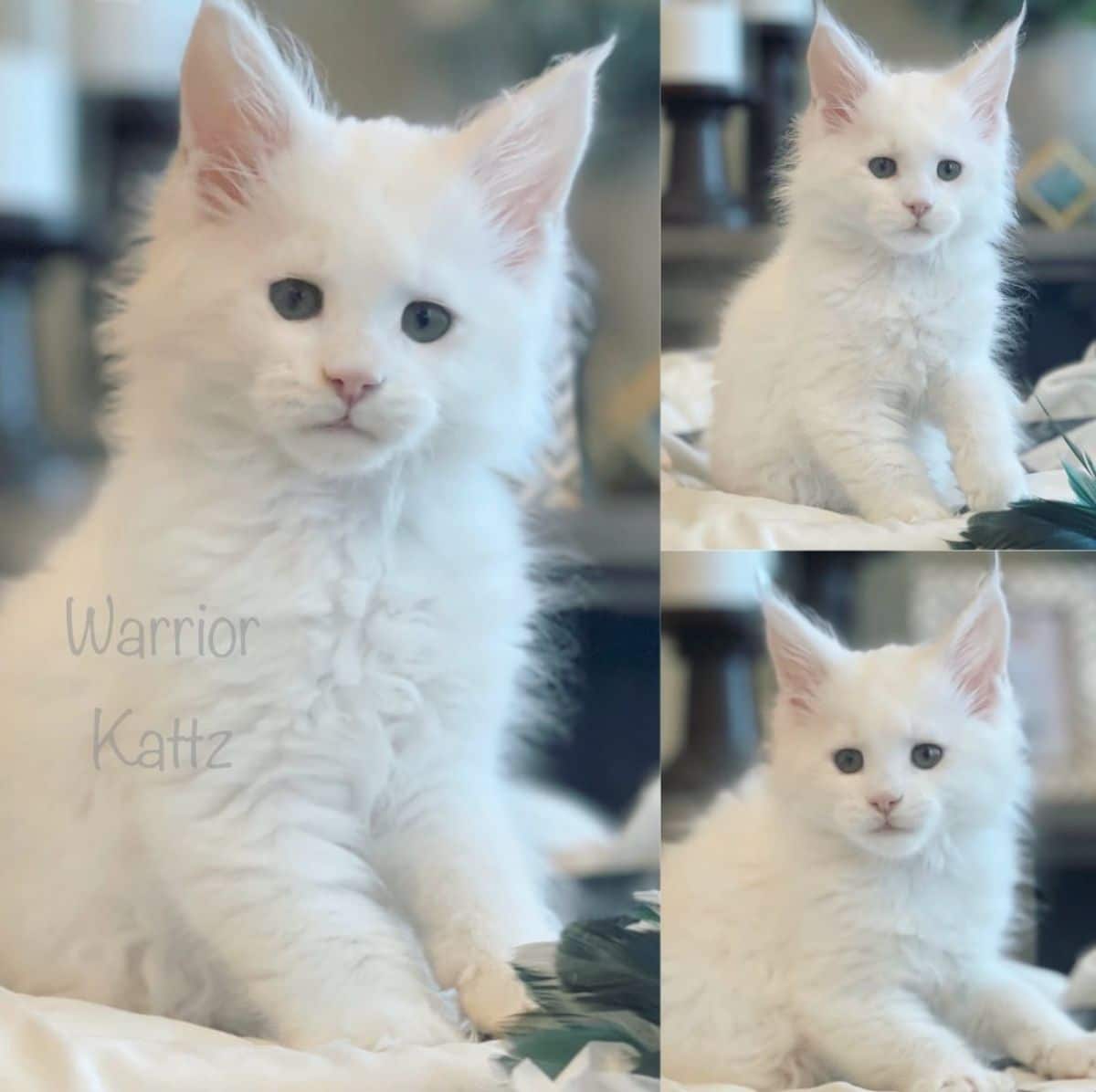 Three images of a cute white maine coon kitten.