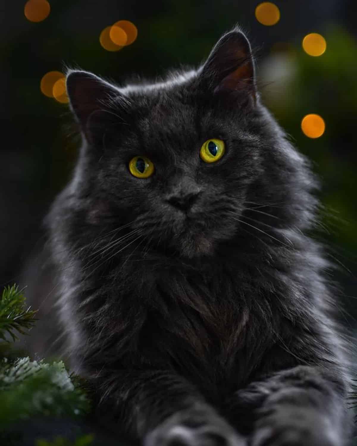 A black maine coon with golden eyes looking into a camera.