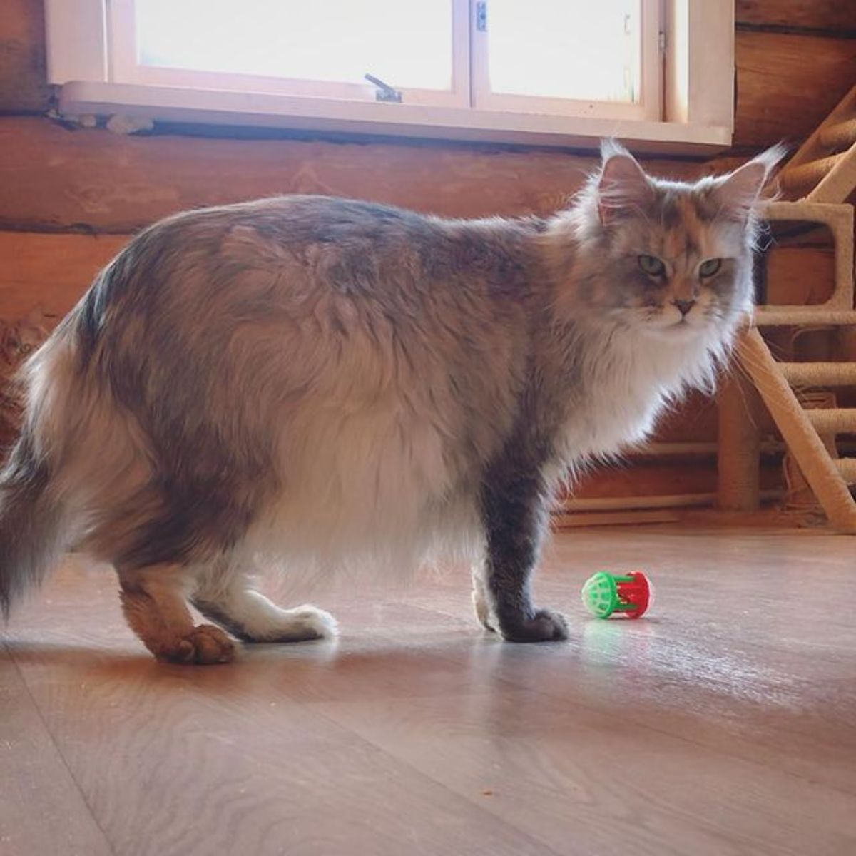 A fluffy white-red-gray maine coon standing on a floor next to a cat toy.