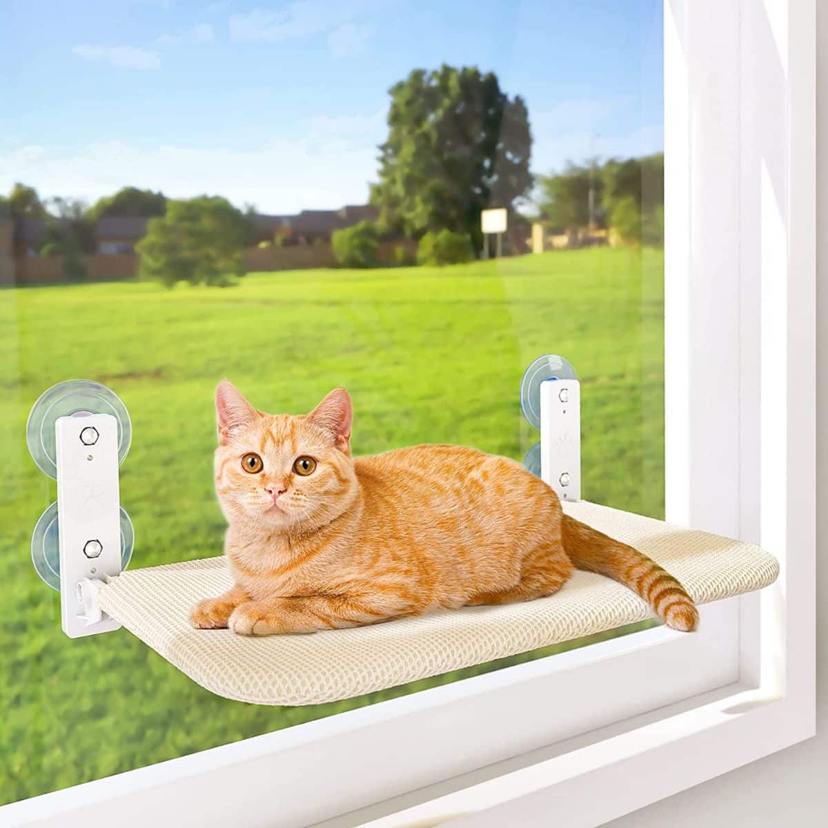 Best cat sale window hammock