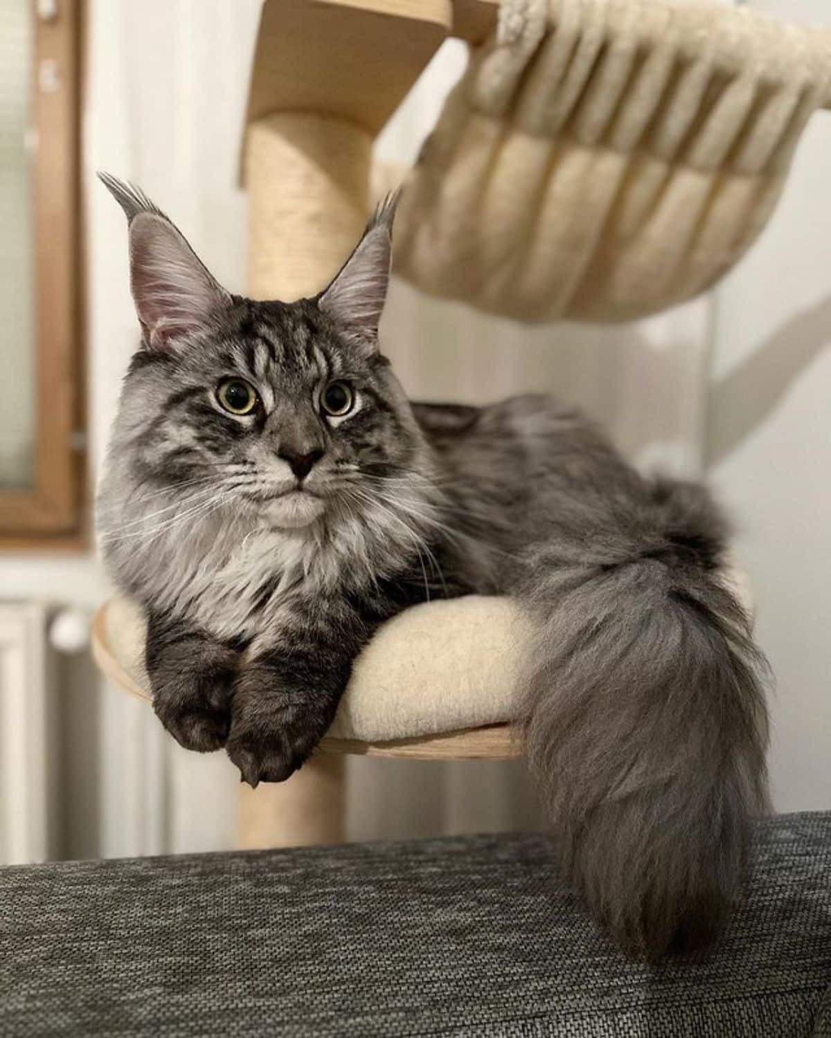 A fluffy gray maine coon lying on a cat tree.