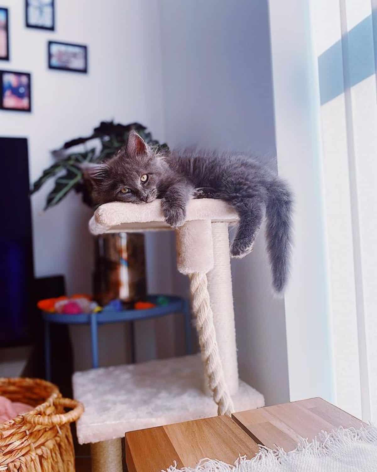 A cute gray maine coon kitten lying on a cat tree.