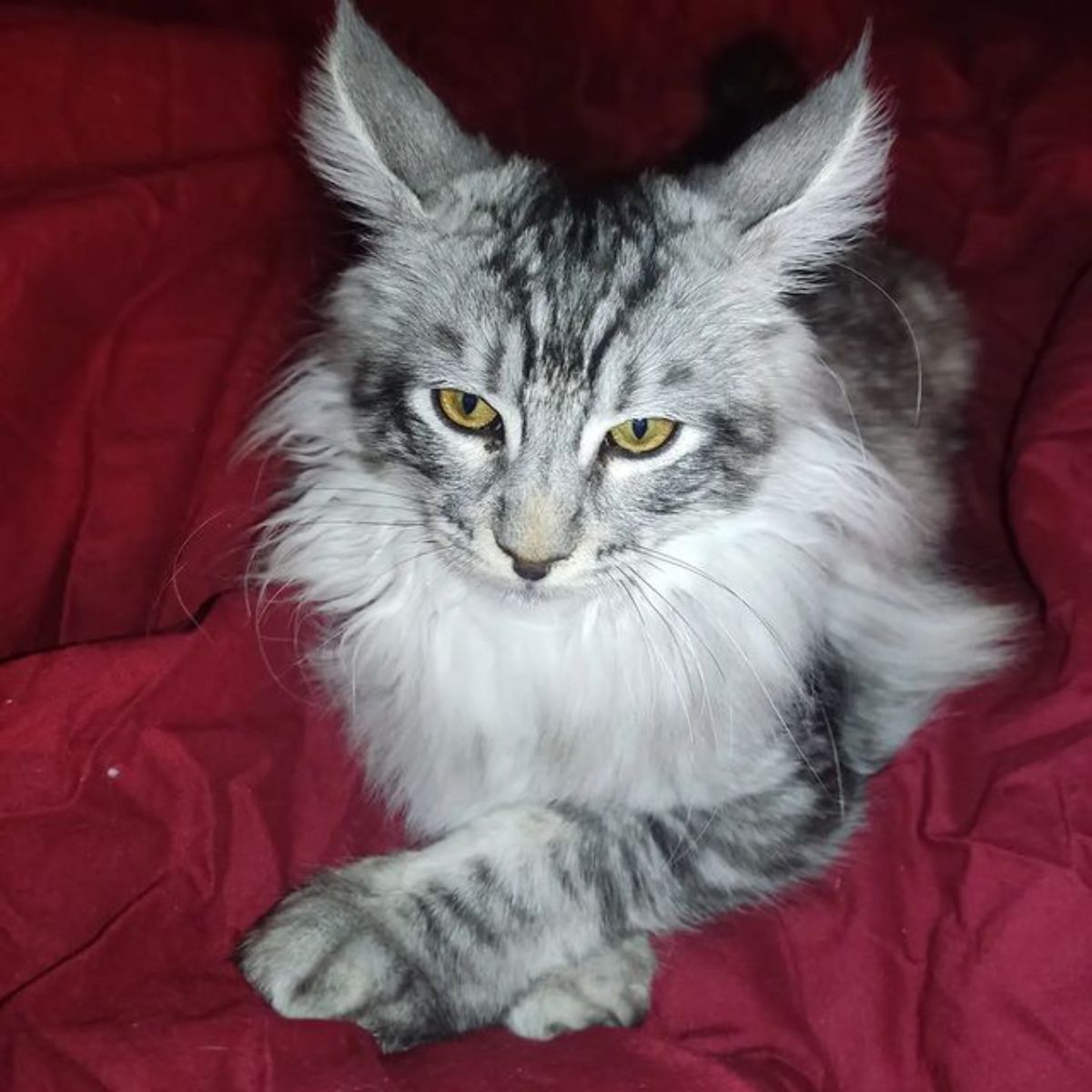 A silver tabby maine coon lying on a red blanket.