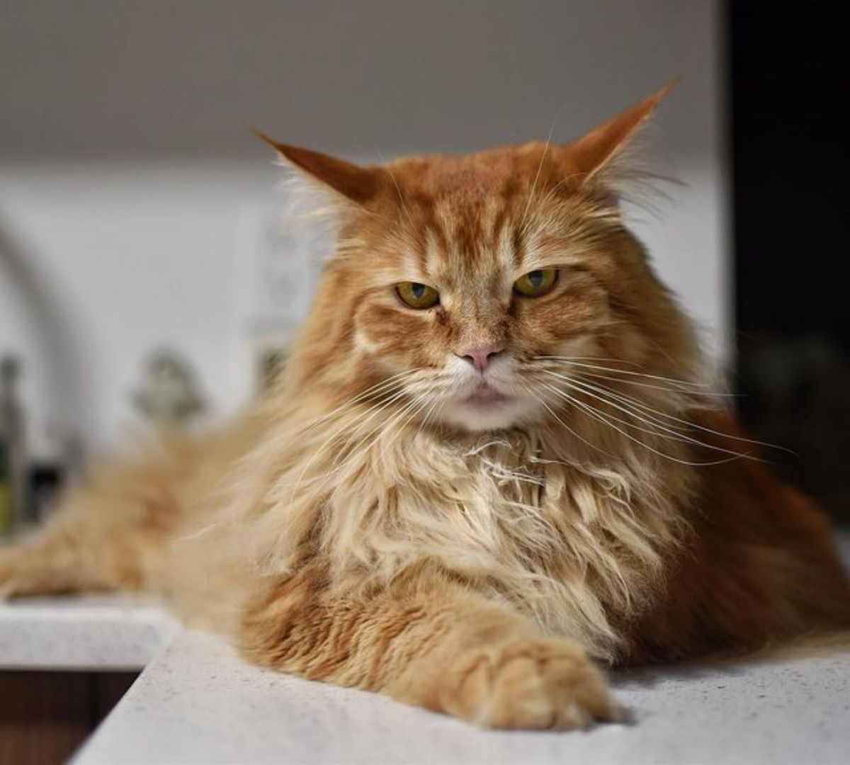 A beautiful ginger maine coon lying on a countertop.